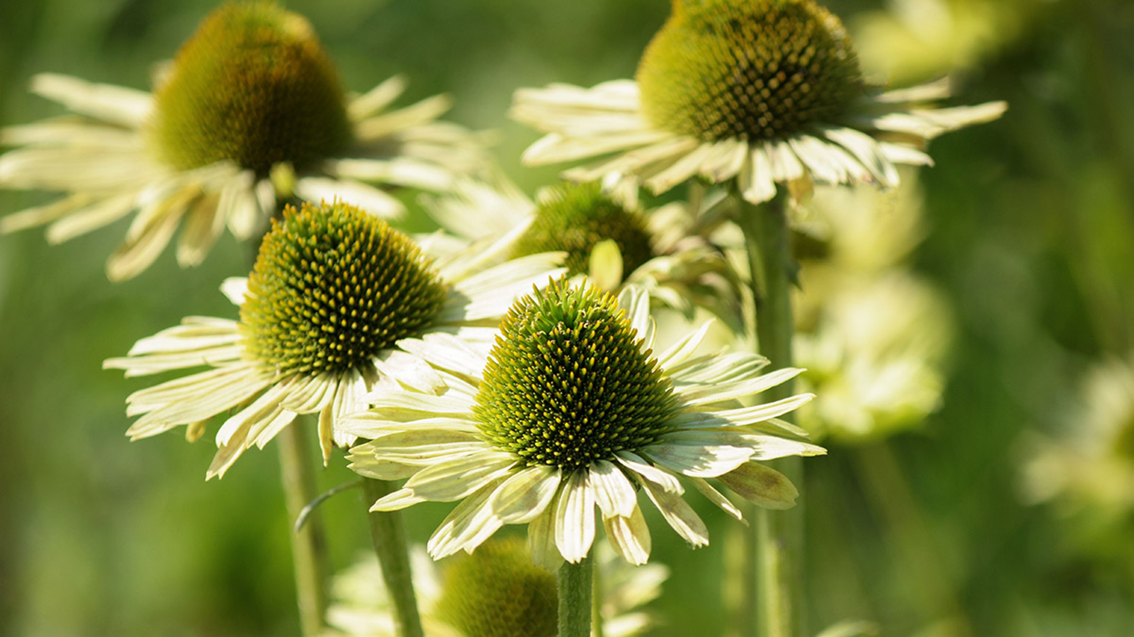 Echinacea Green jewel flowers in the garden