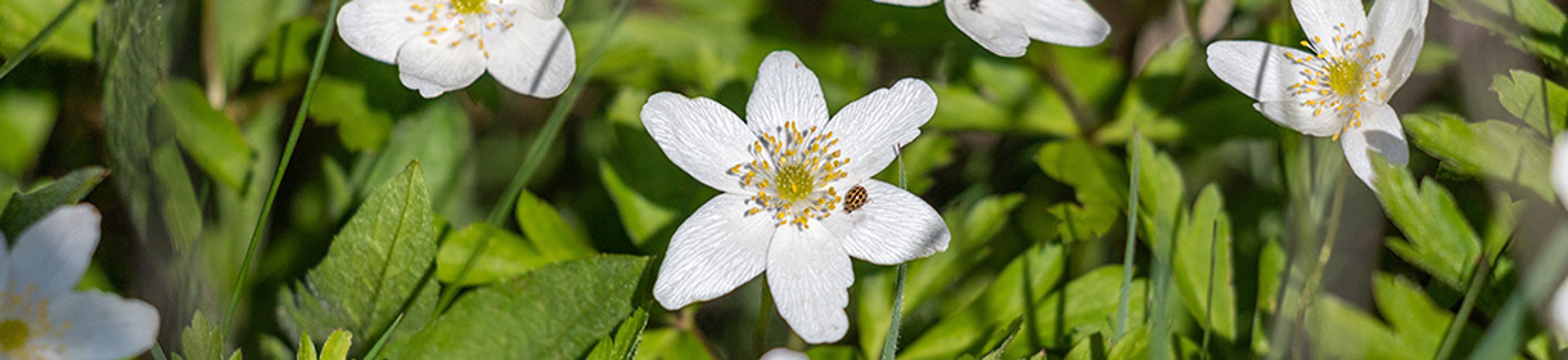 A closeup shot of blossoms of thimbleweed with lady beetle on one flower