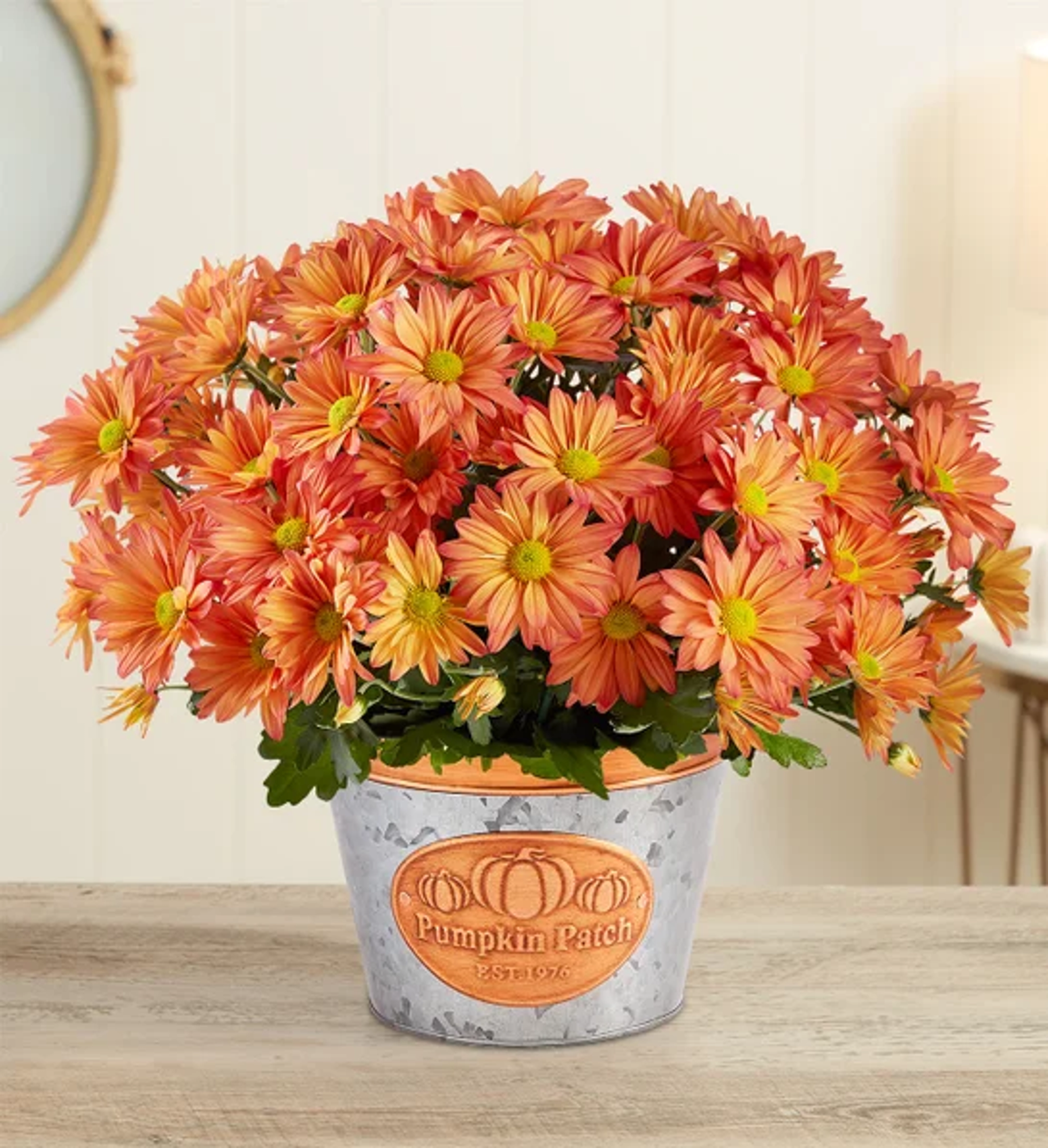 fall gifts pumpkin patch mums