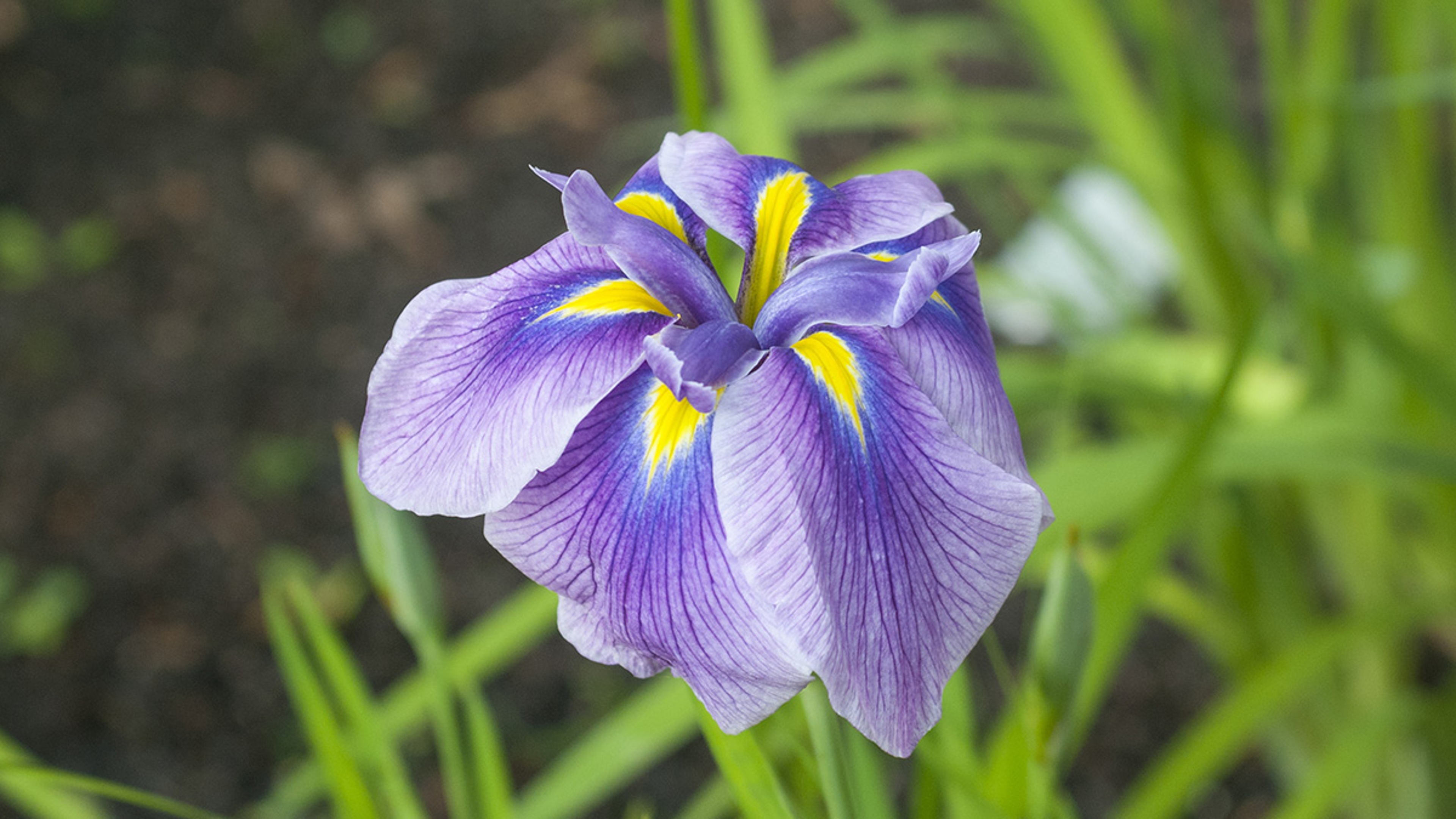 Photo of an iris, one of many Japanese flowers