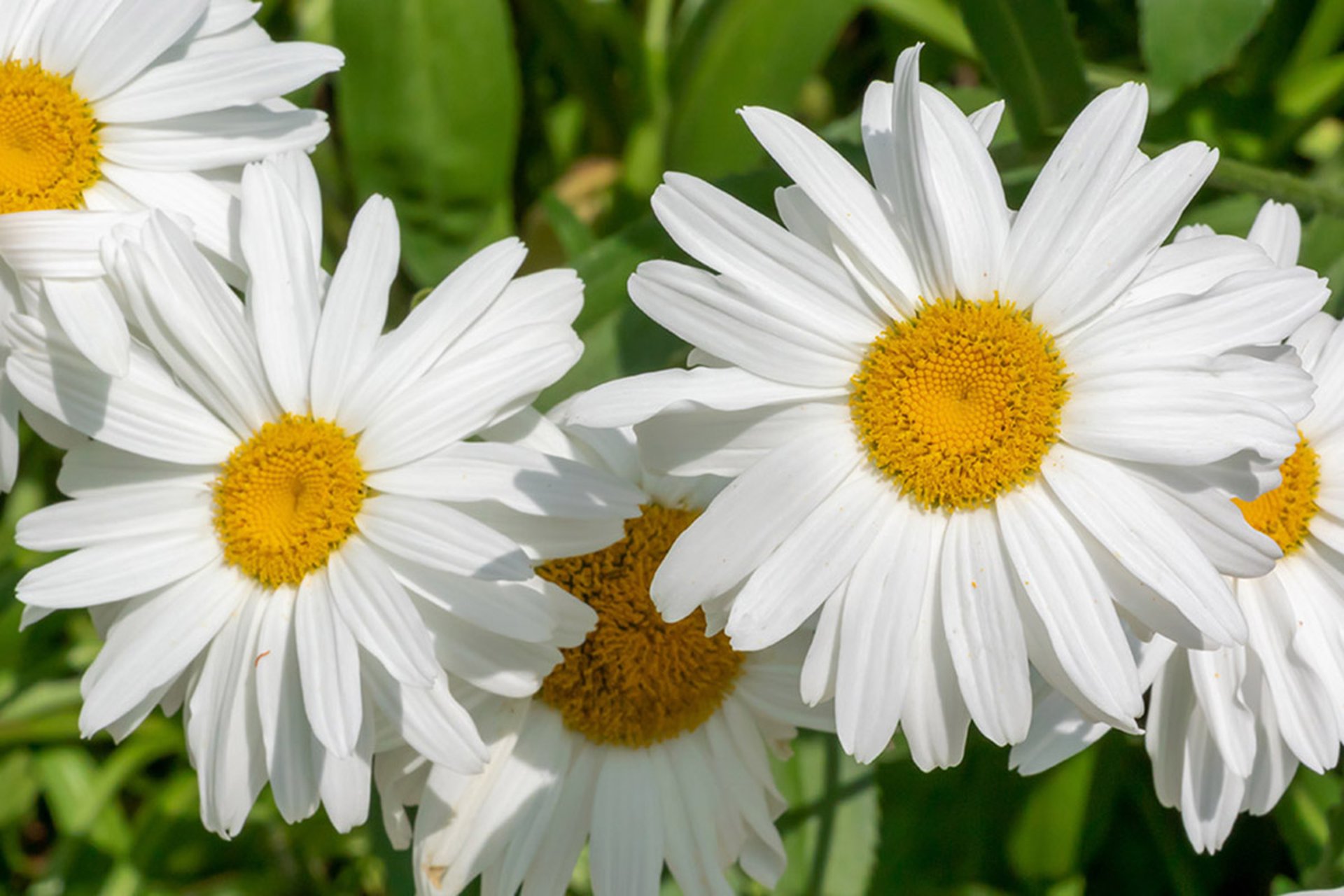Types Of Daisies With Pictures Types Of Daisies With Pictures