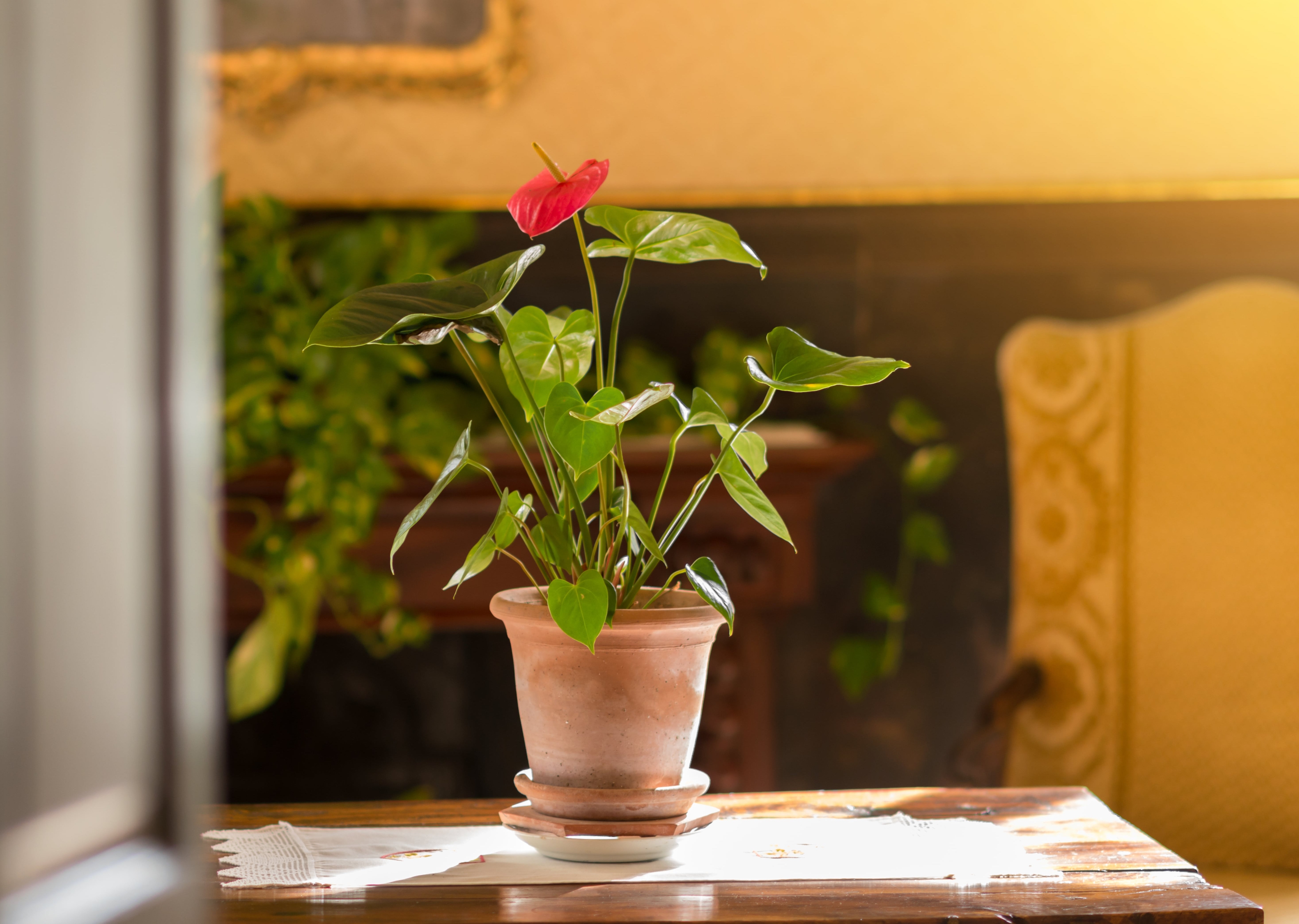 The Red Anthurium Plant blooms all year round and gives a subtle pop of color among the lush green.