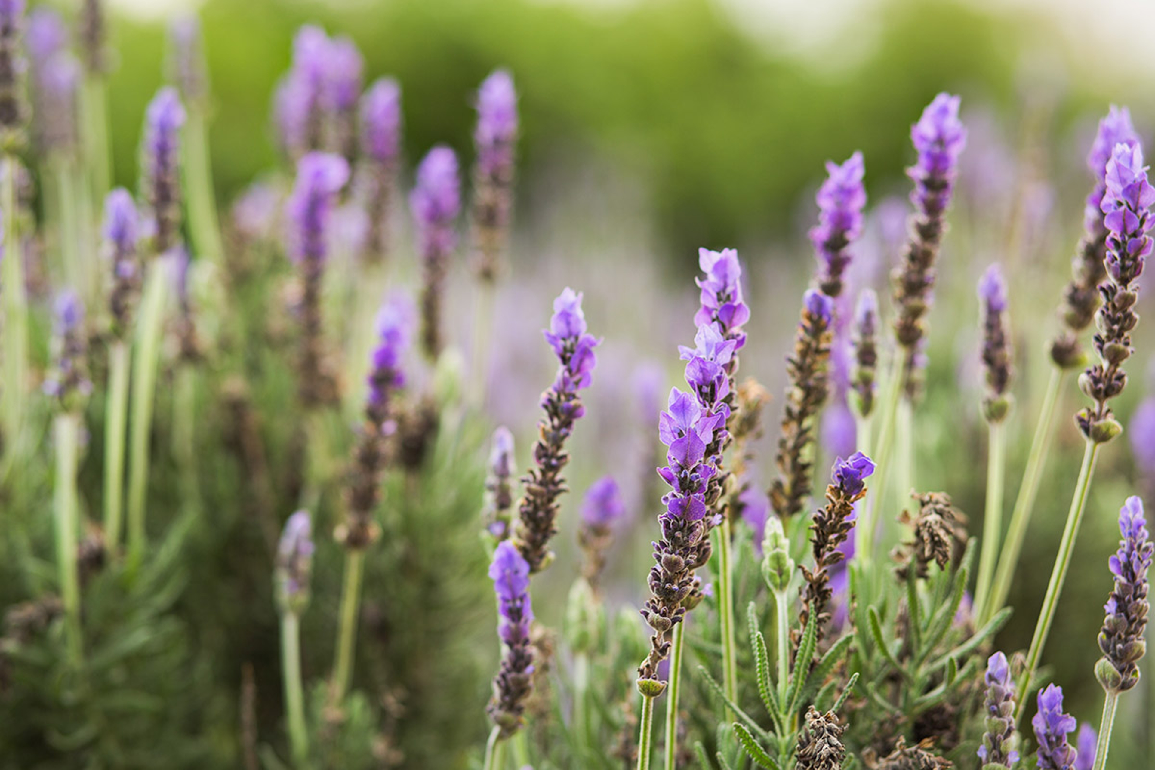 types of lavender french lavender