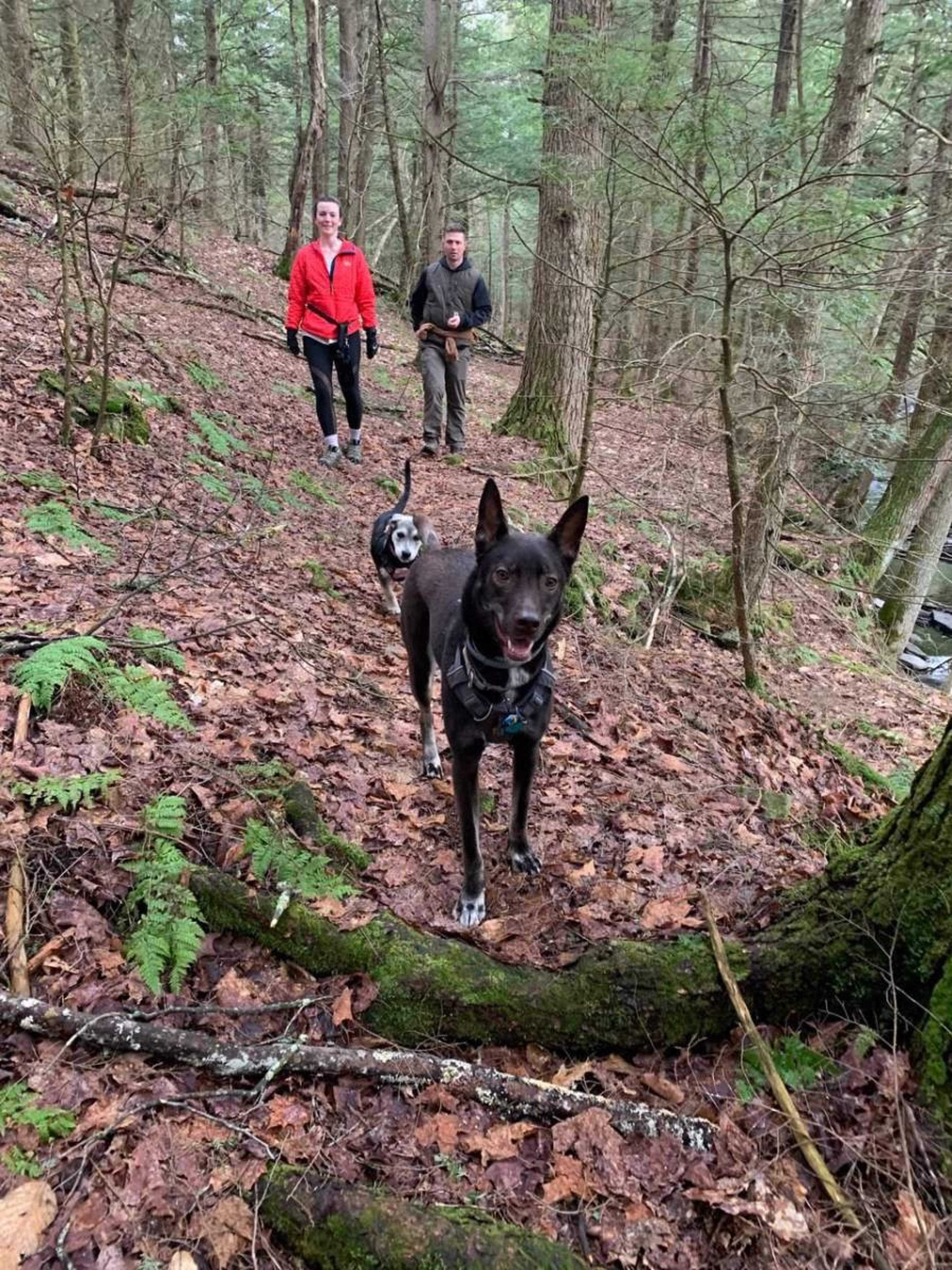 shelter animals image two dogs on a walk in the woods with man and woman in the background.