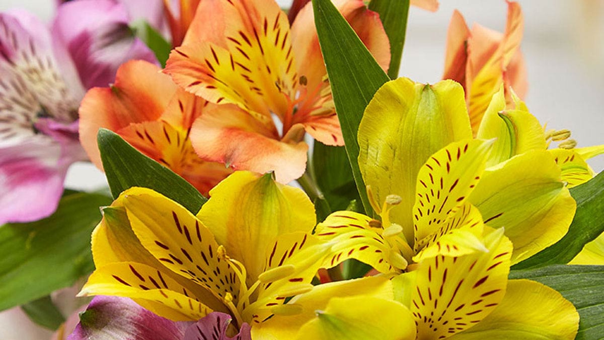 20-best-songs-about-flowers-petal-talk
