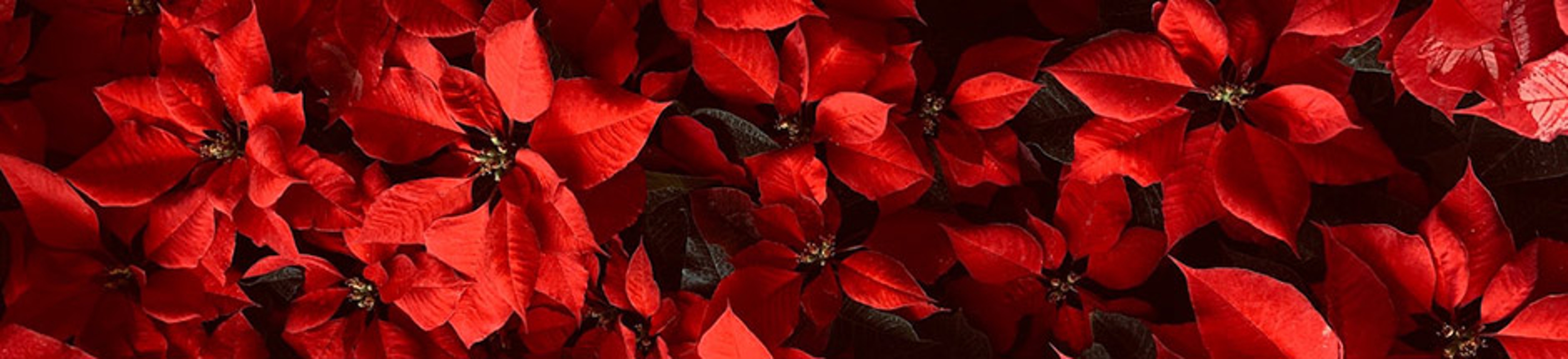 winter indoor plants with poinsettia