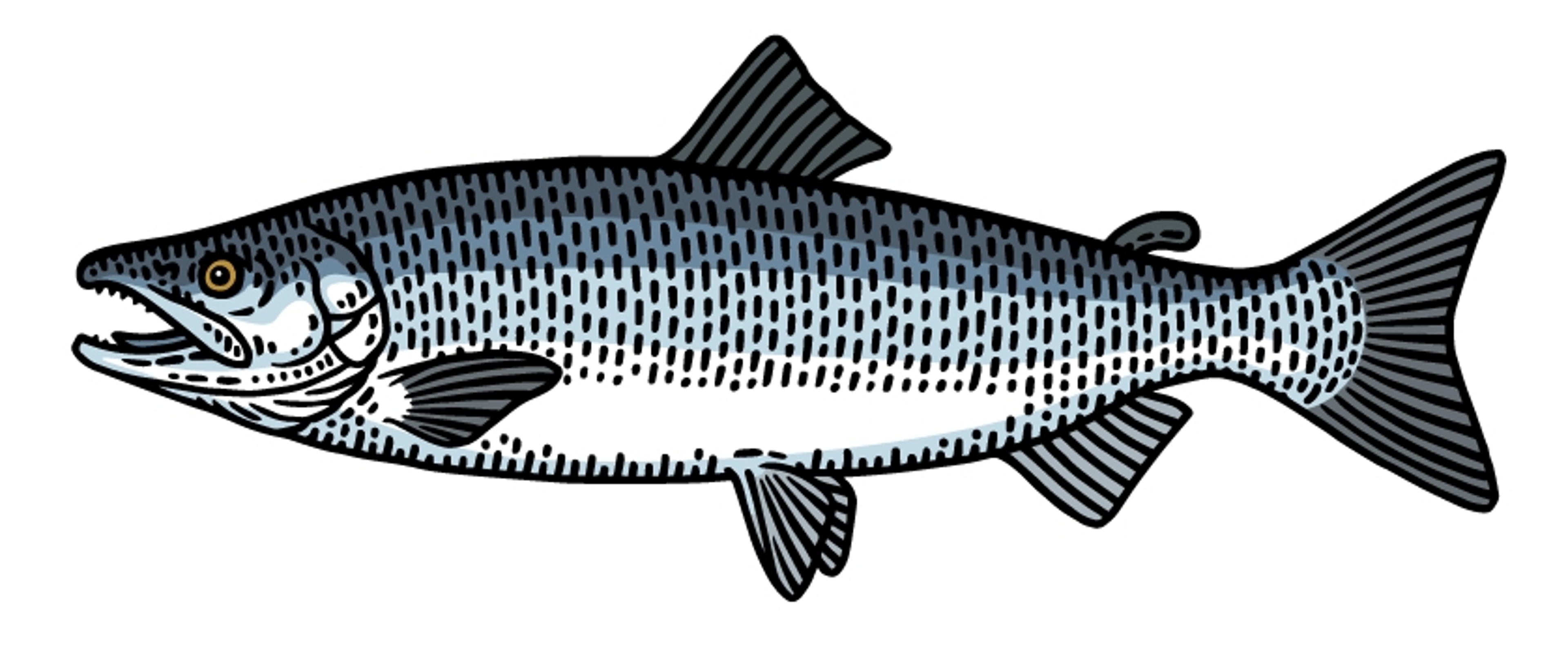 Sock Eye Salmon illustration