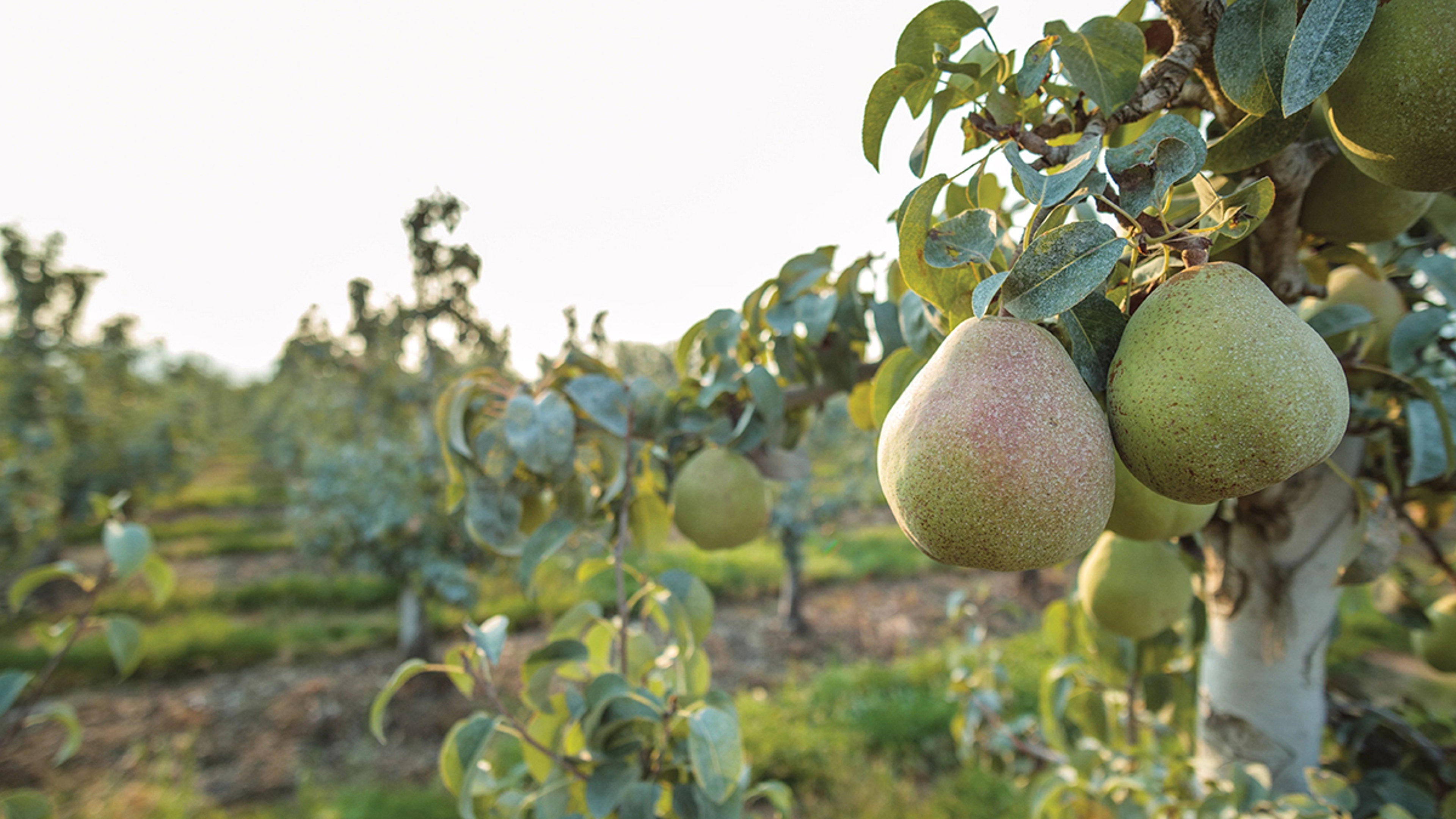 bee pollination pear orchard