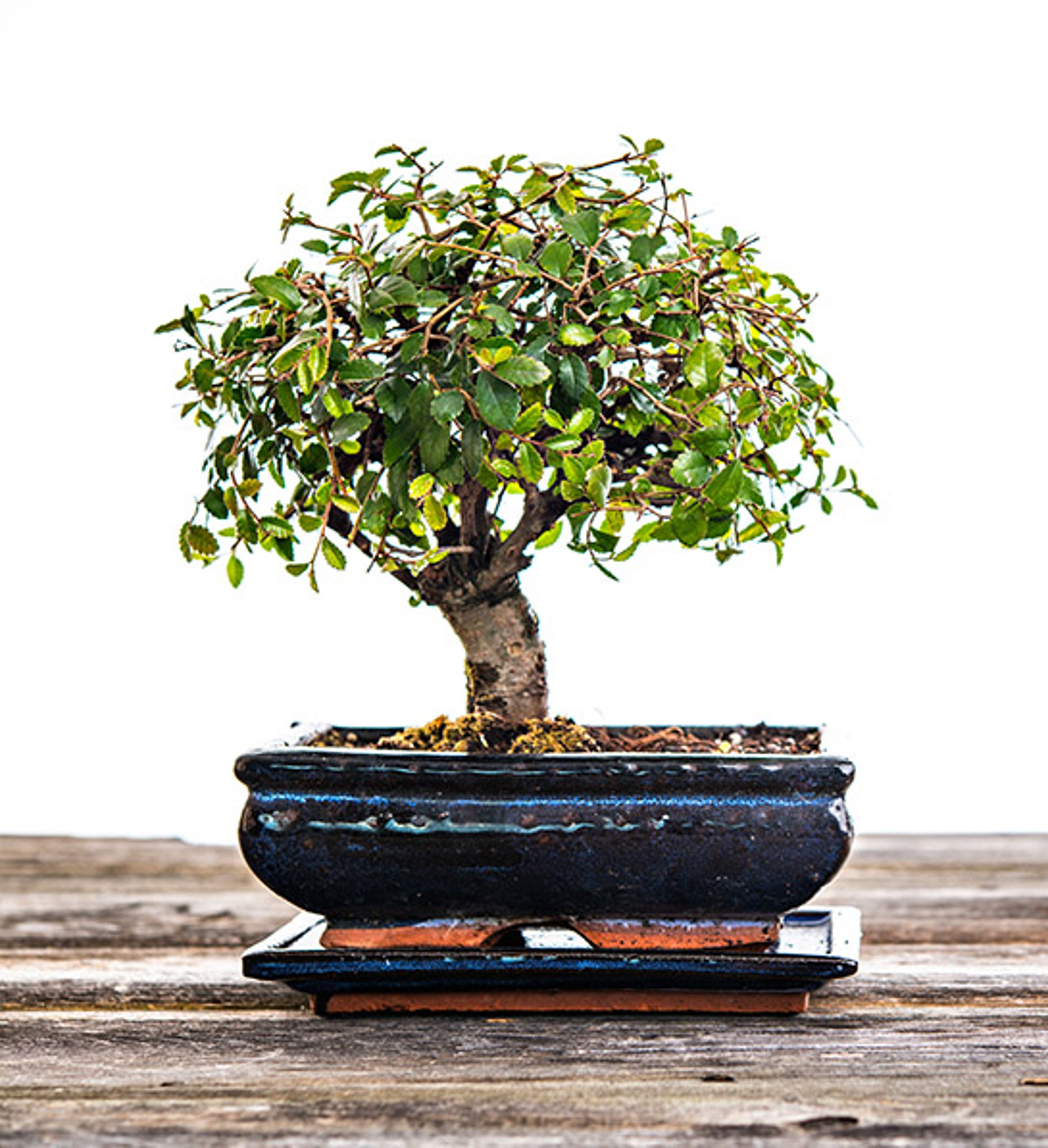 types of bonsai trees chinese elm bonsai