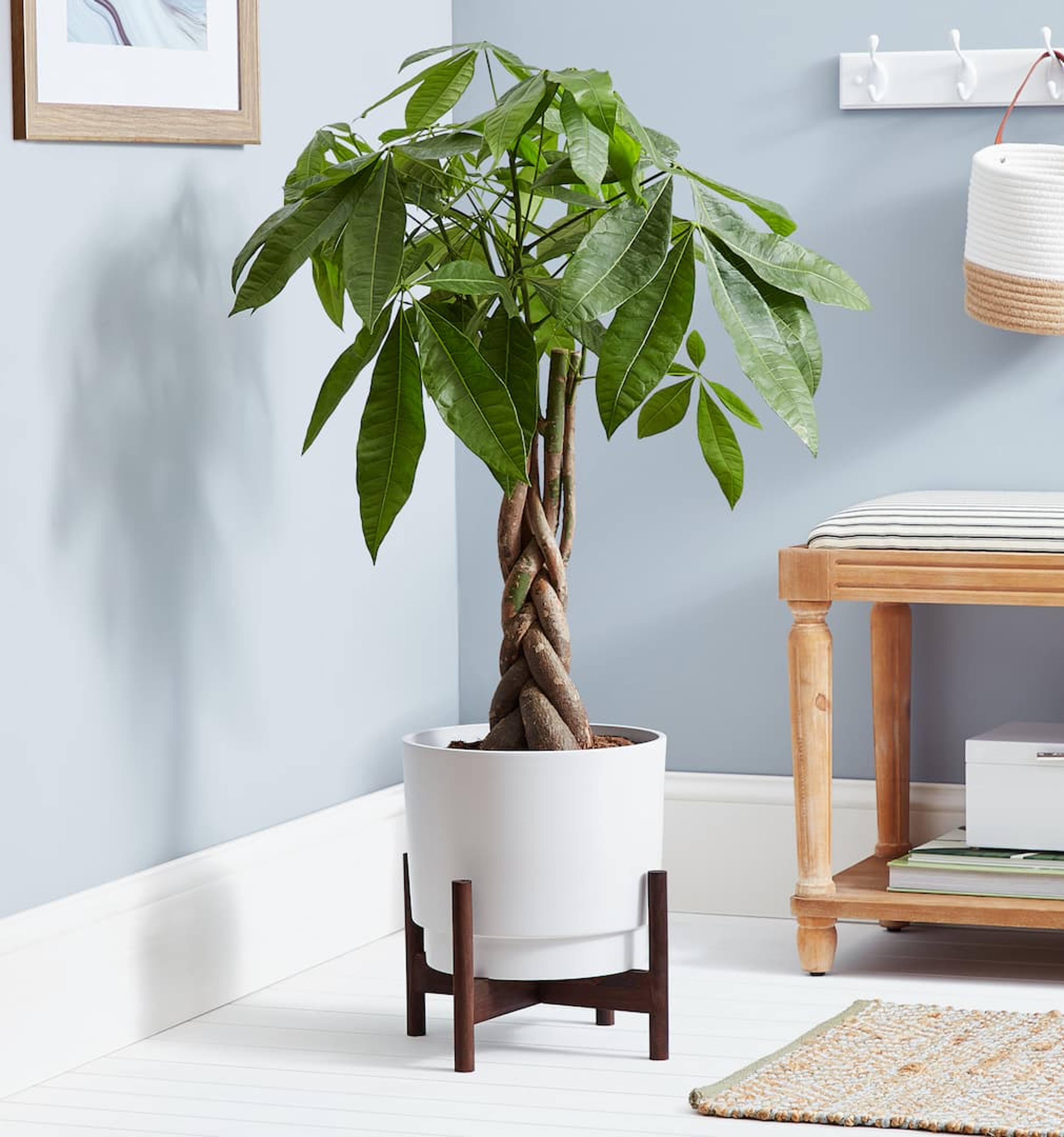 money tree floor plant in snowcap domain container