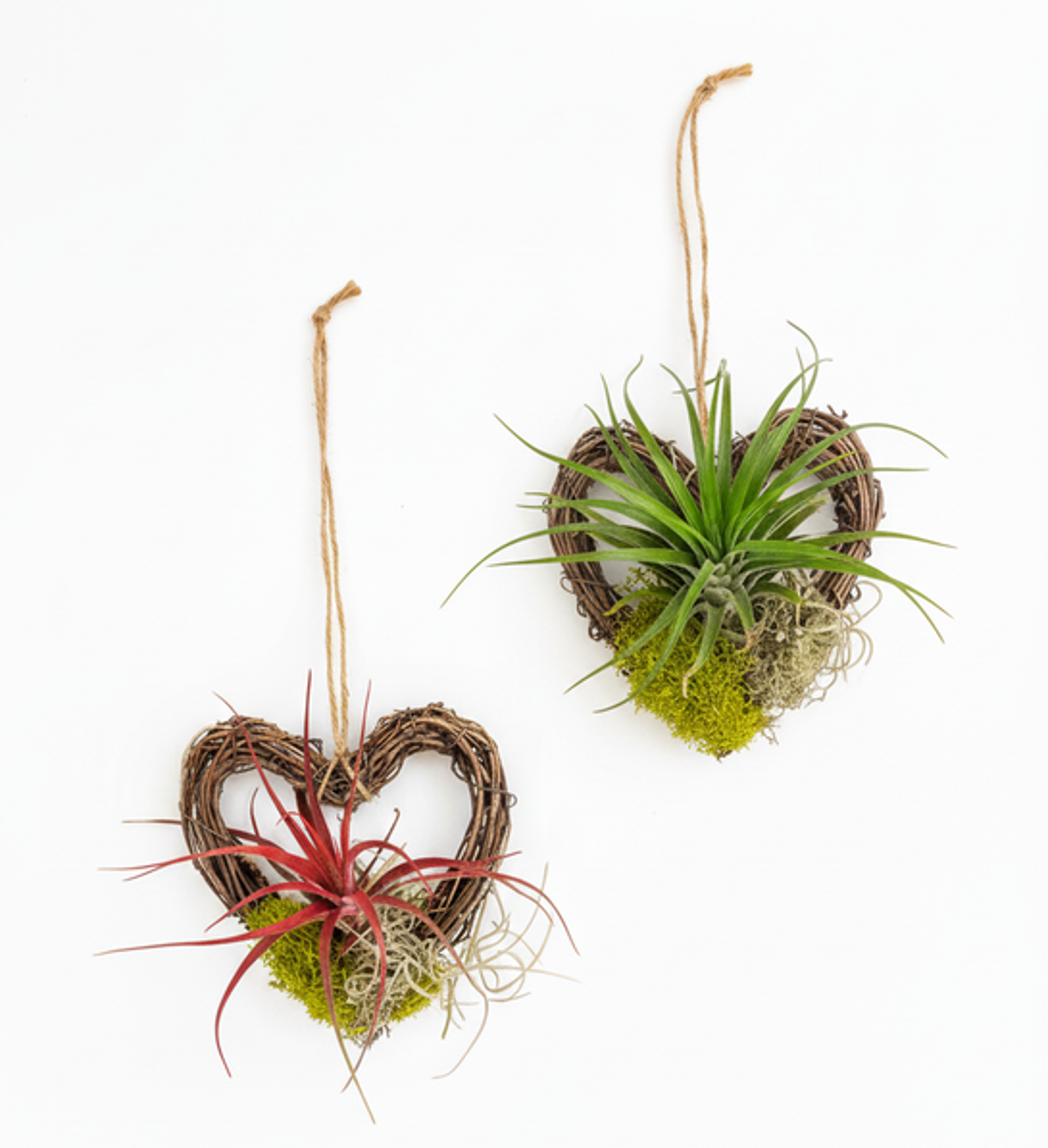 Festive Live Air Plant Hangers Charming Holiday Decor