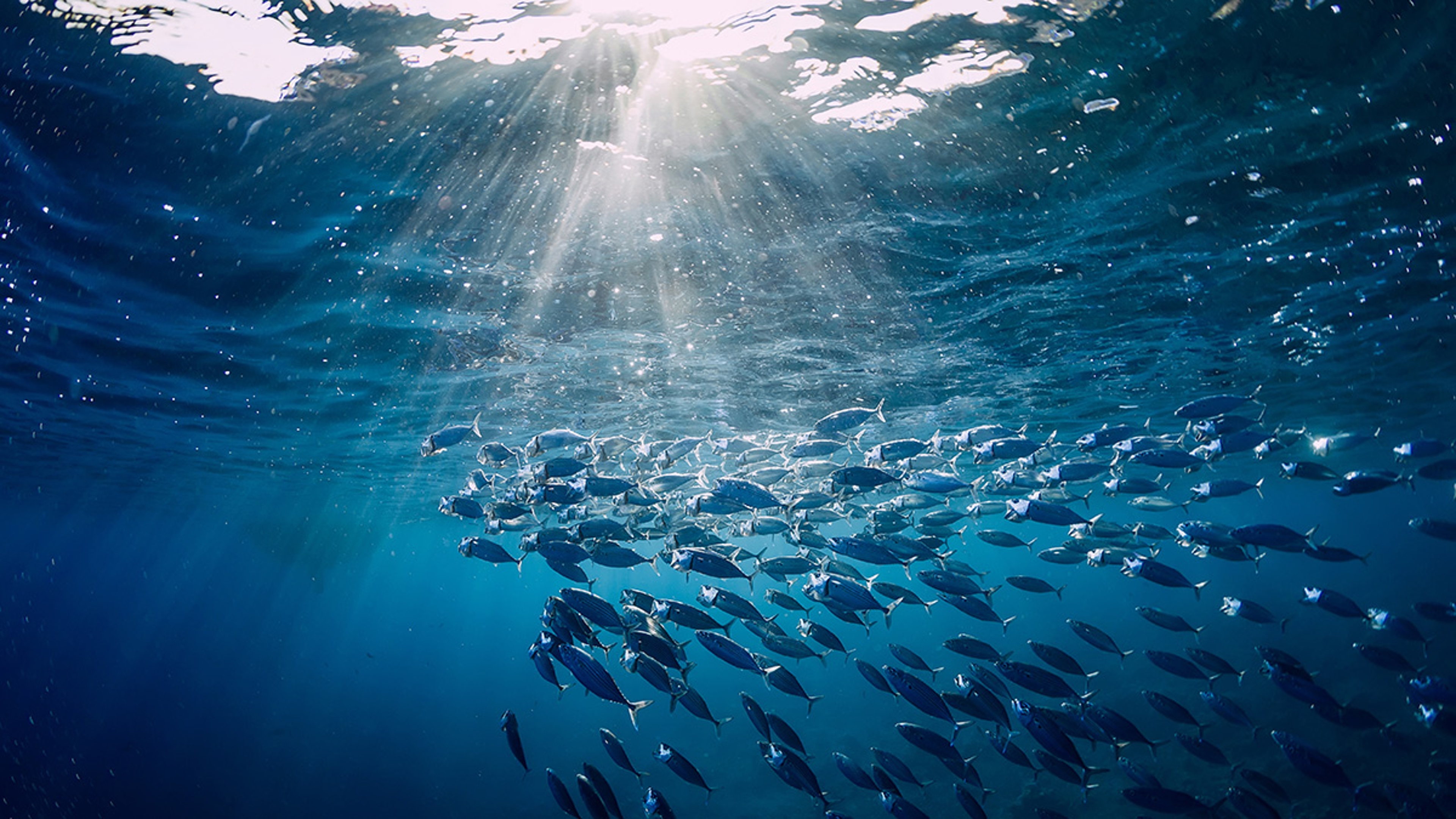 Article Cards Featured Image what is sustainable fishing school