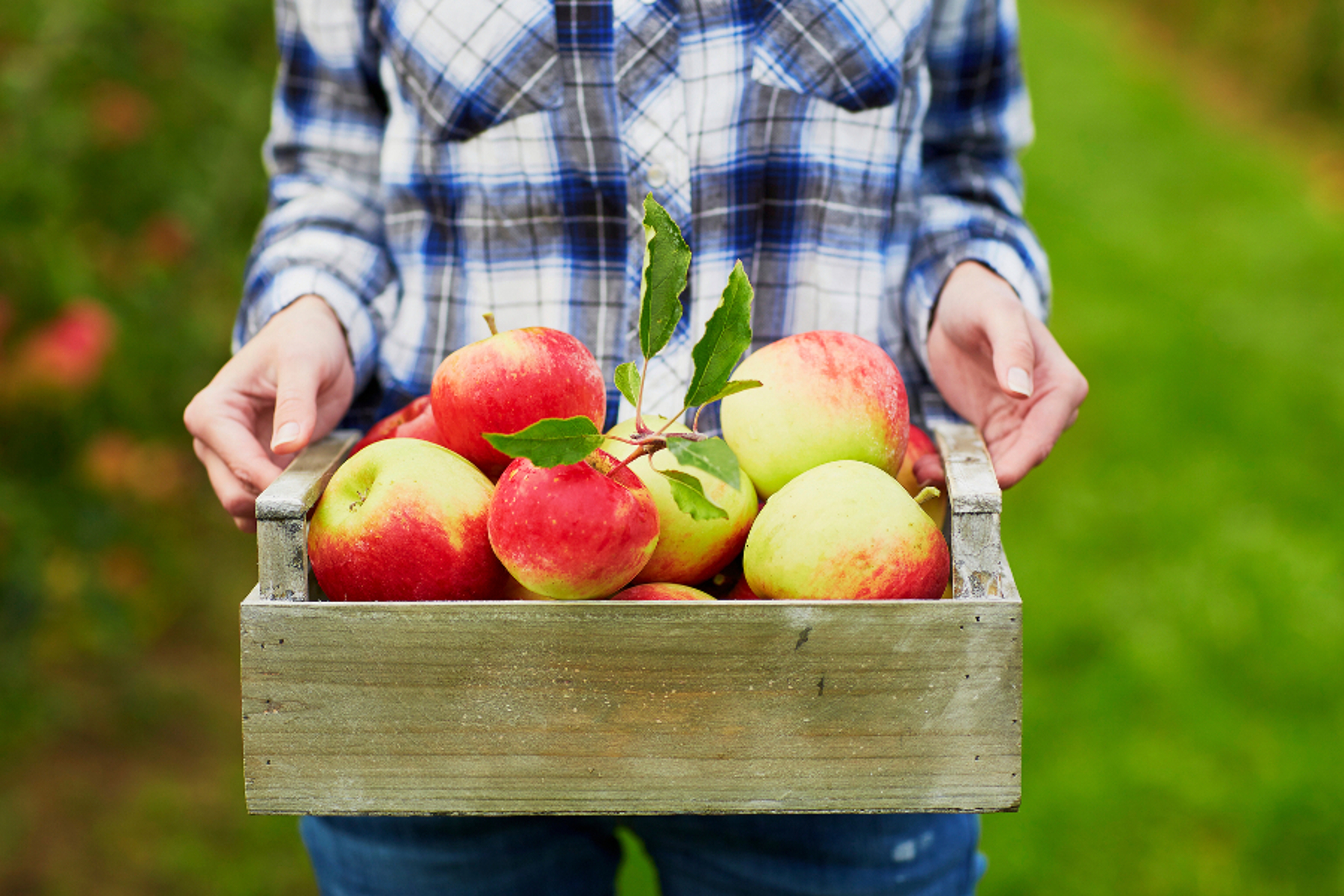 Article Cards Featured Image Closeup of woman's hands holding wooden crate with red ripe organic apples