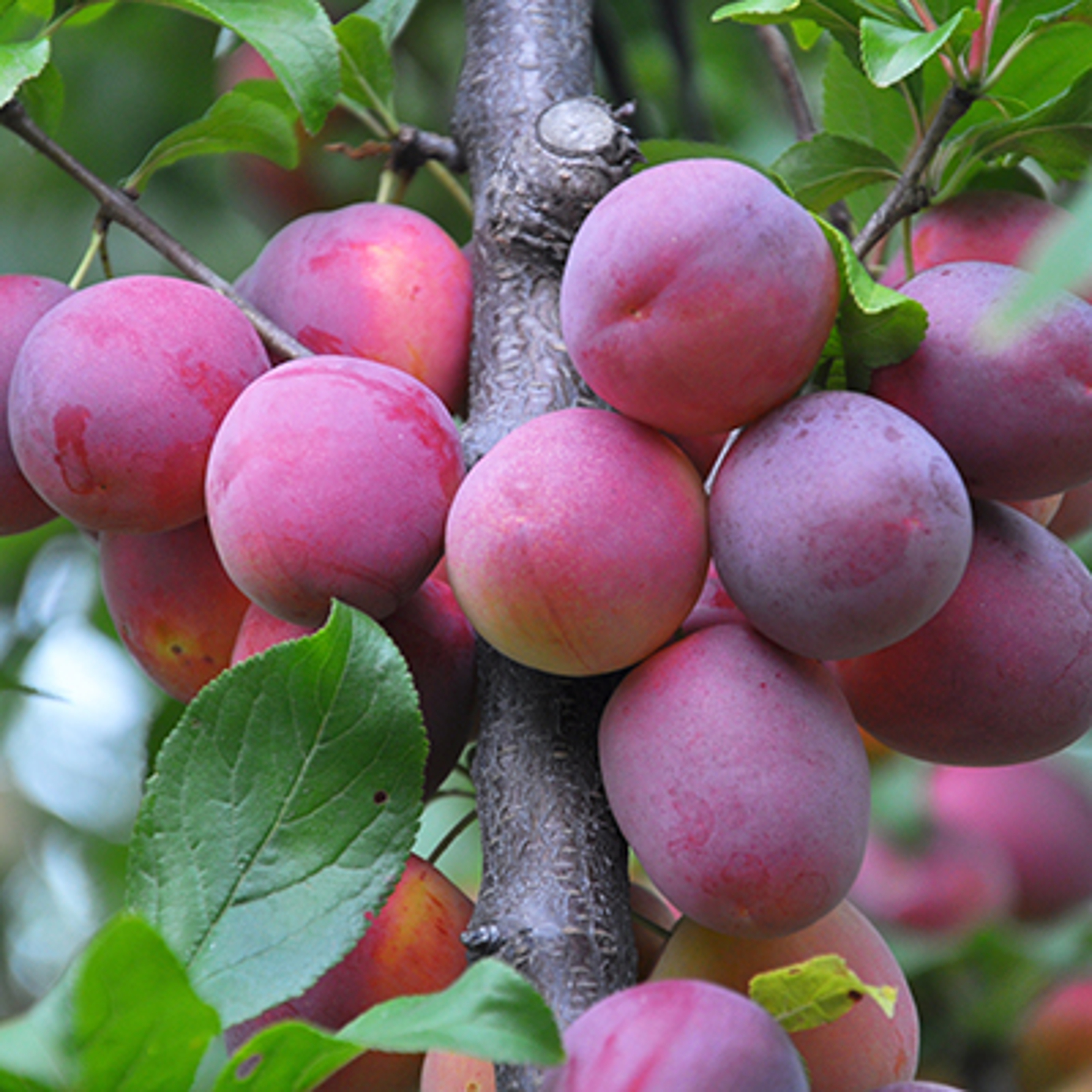 fruit for the new year plums