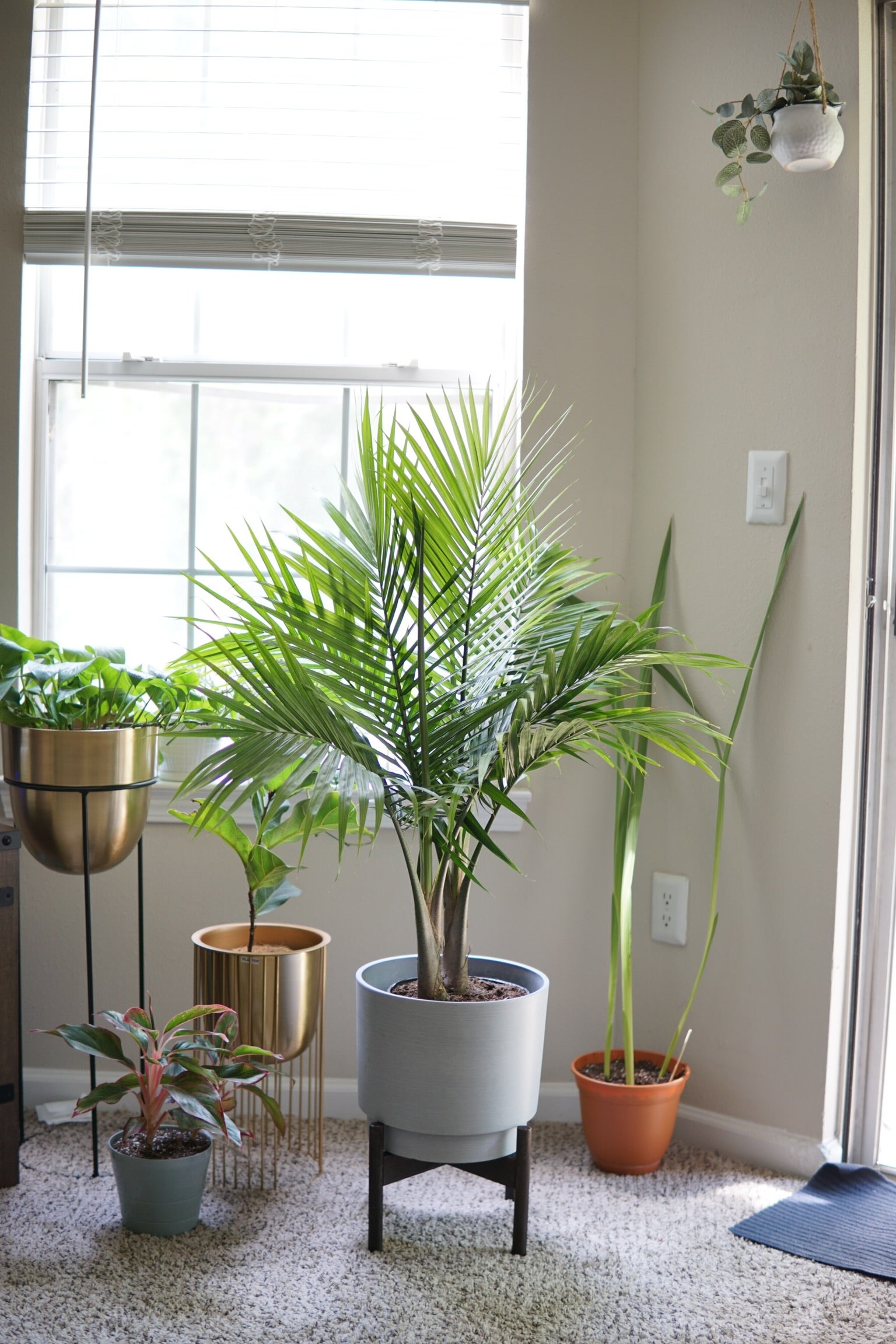 Look at the pop and texture this Majesty Palm Floor Plant brings.