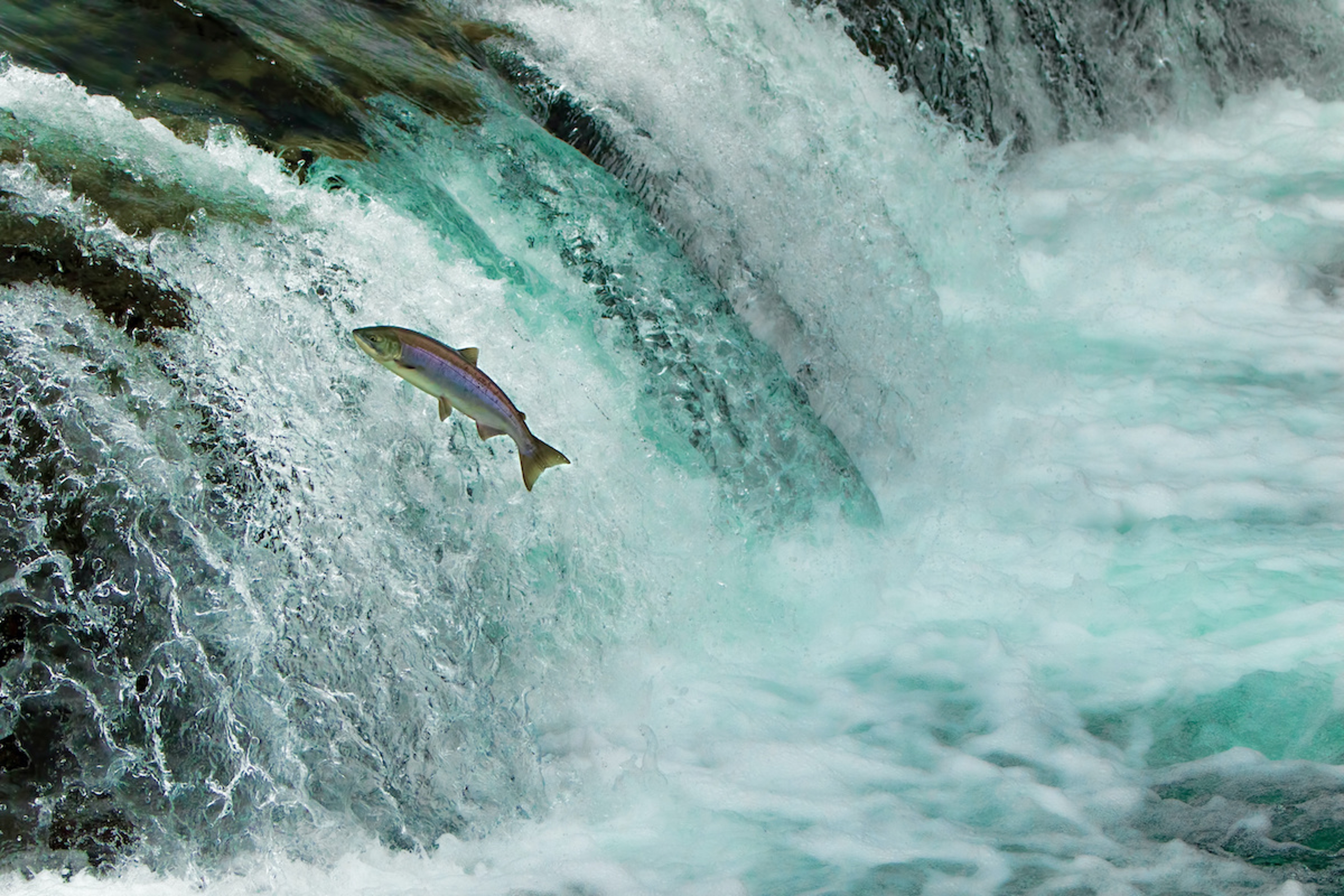 The bears don't follow strict limits on salmon harvesting, but human fisherman in Alaska must abide by strict limits.