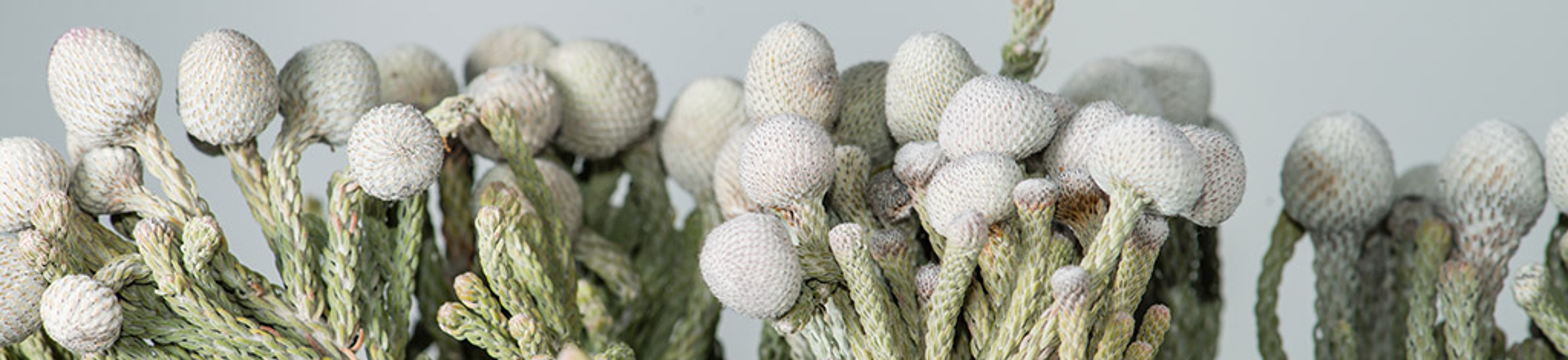 Detailed view of brunia flower on a gray background