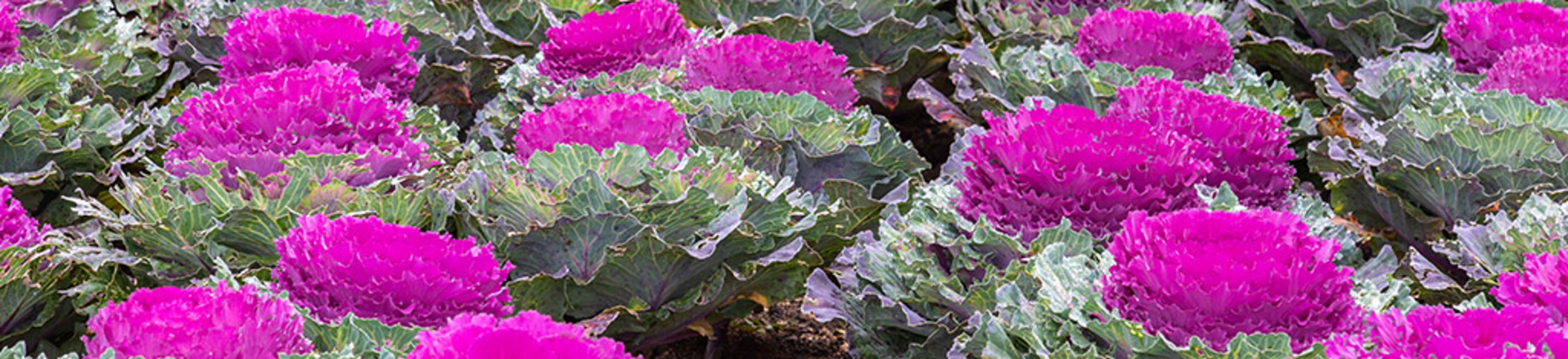 Closeup of purple ornamental cabbage Brassica oleracea