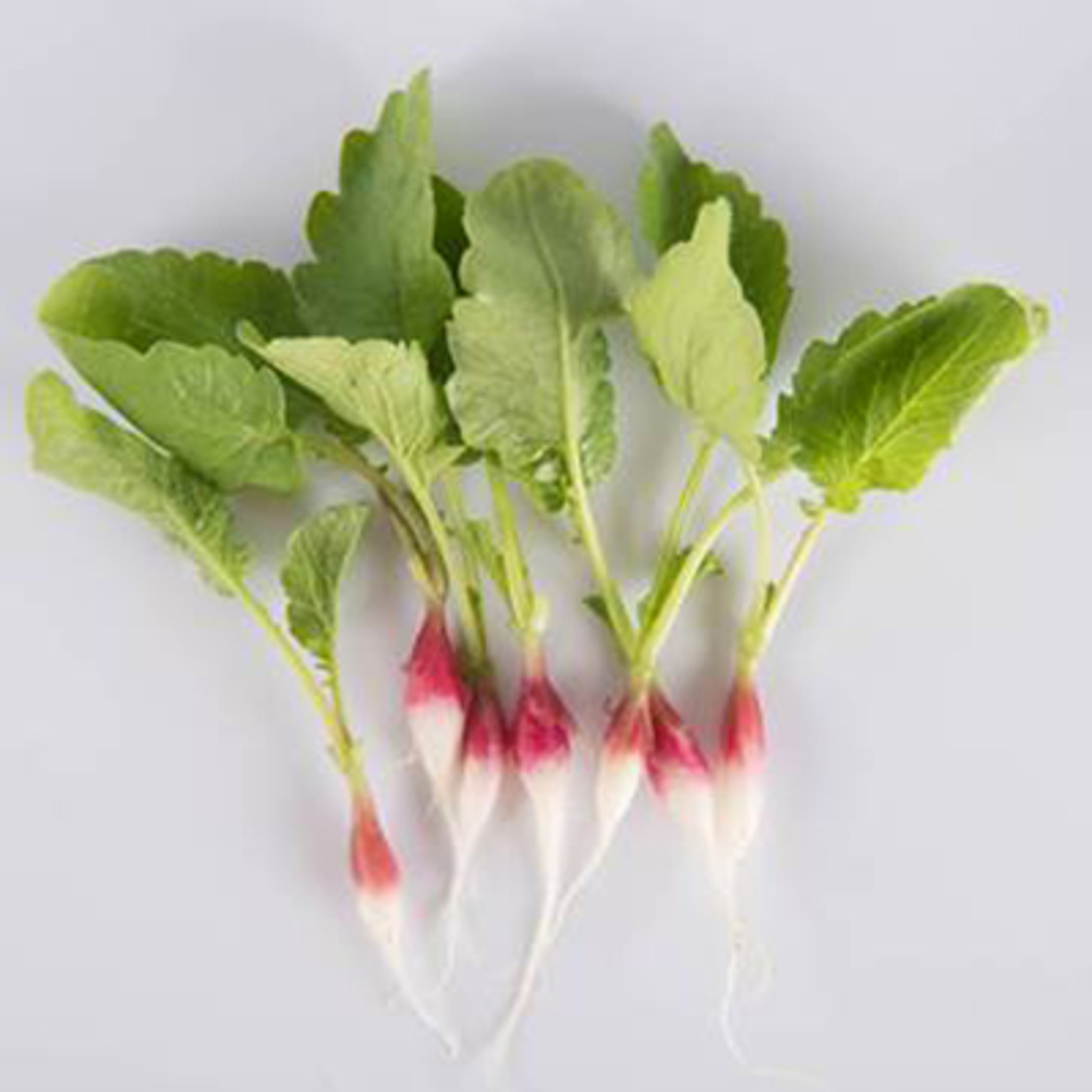 types of radishes french breakfast