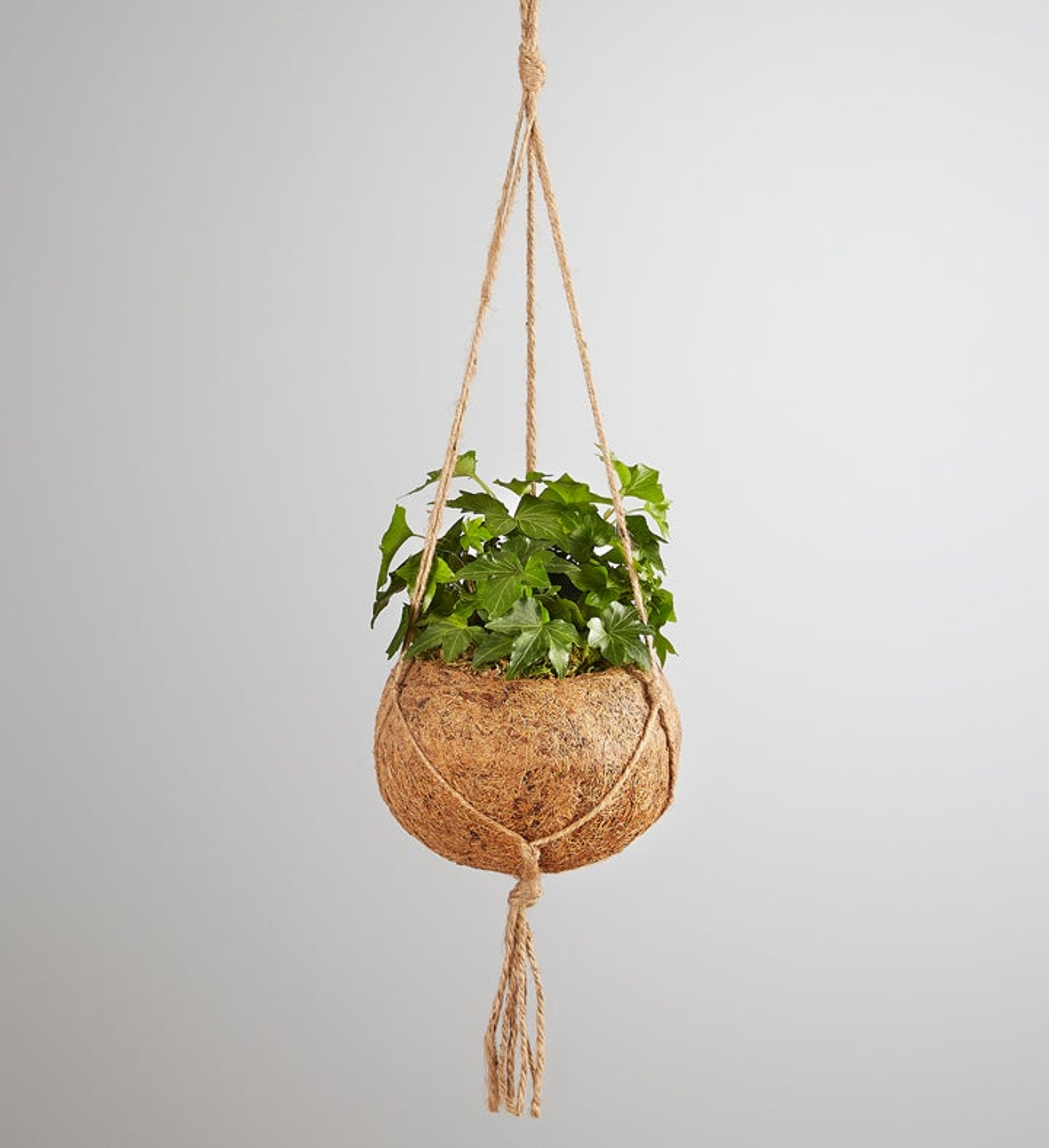 English Ivy hanging planter