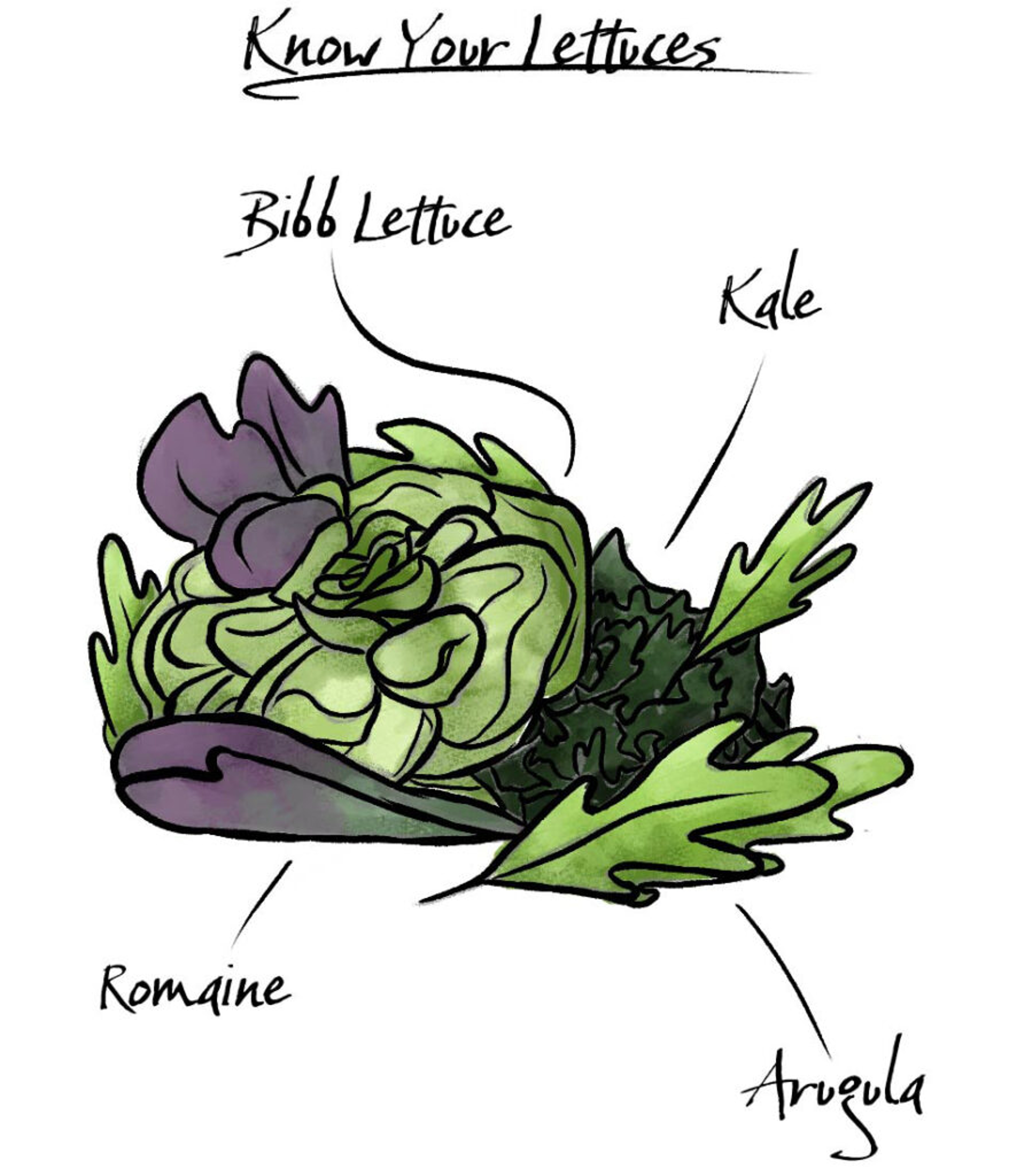 how to make a salad lettuce jpg