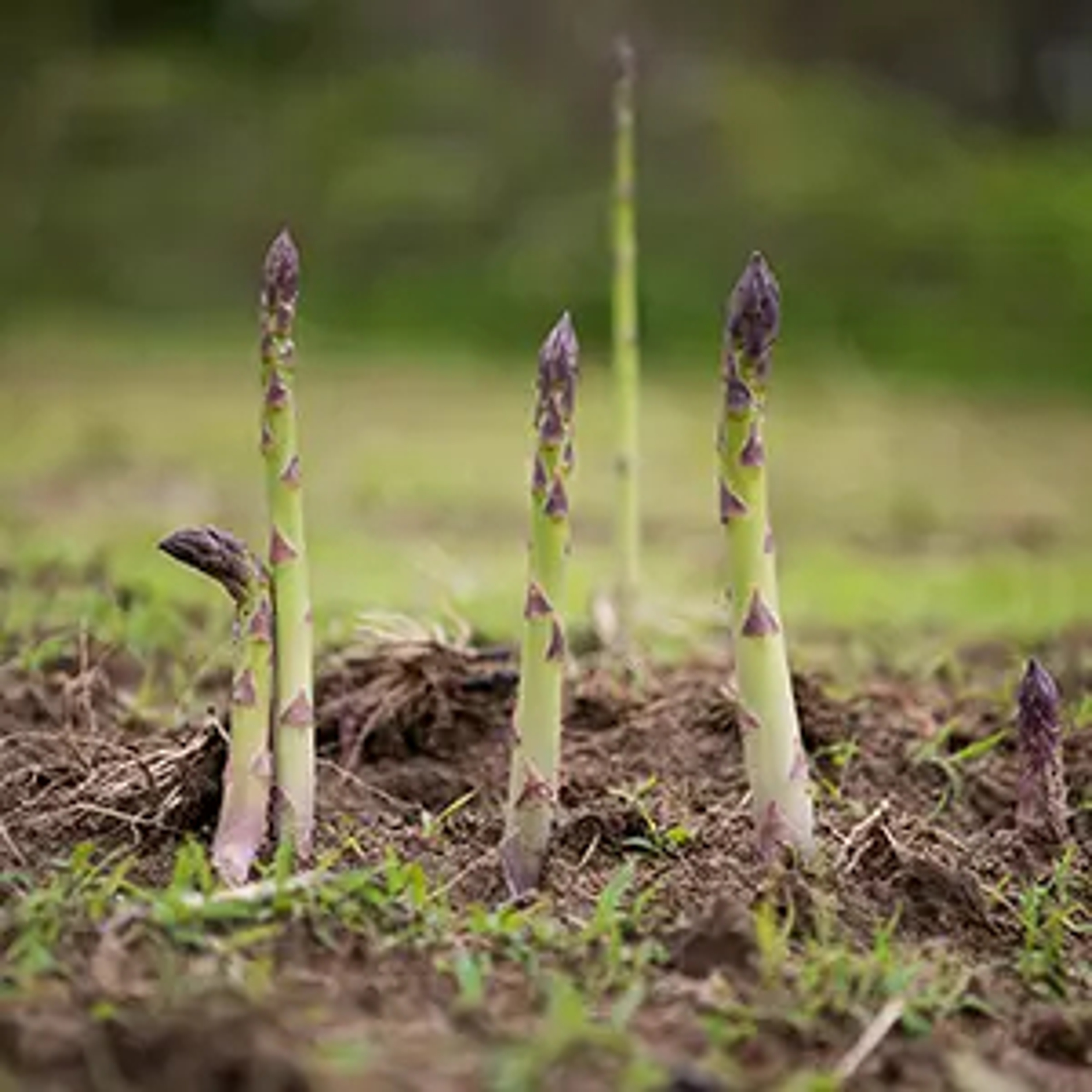 Asparagus stalks sprouting from the ground