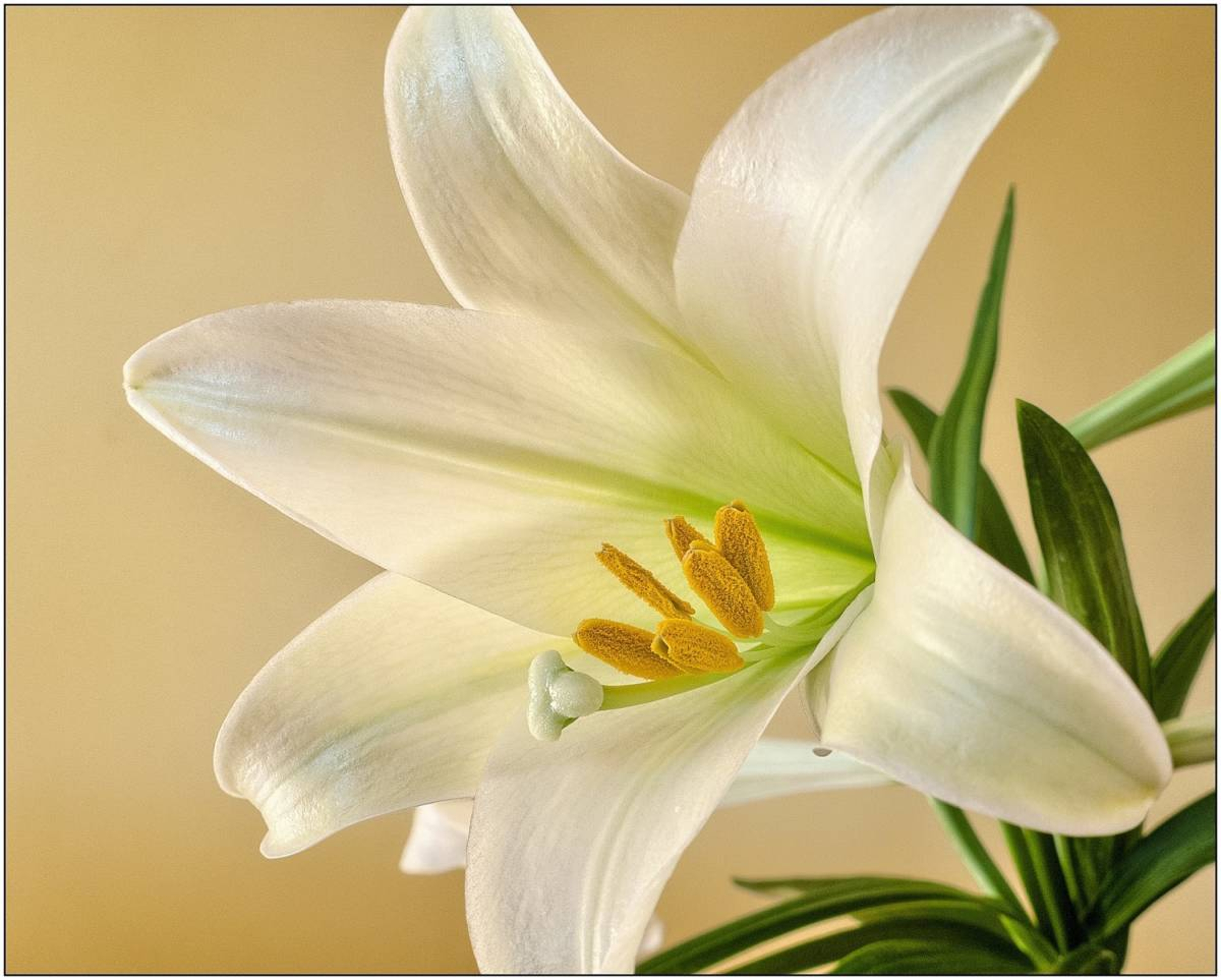 Article Cards Featured Image Easter Lily