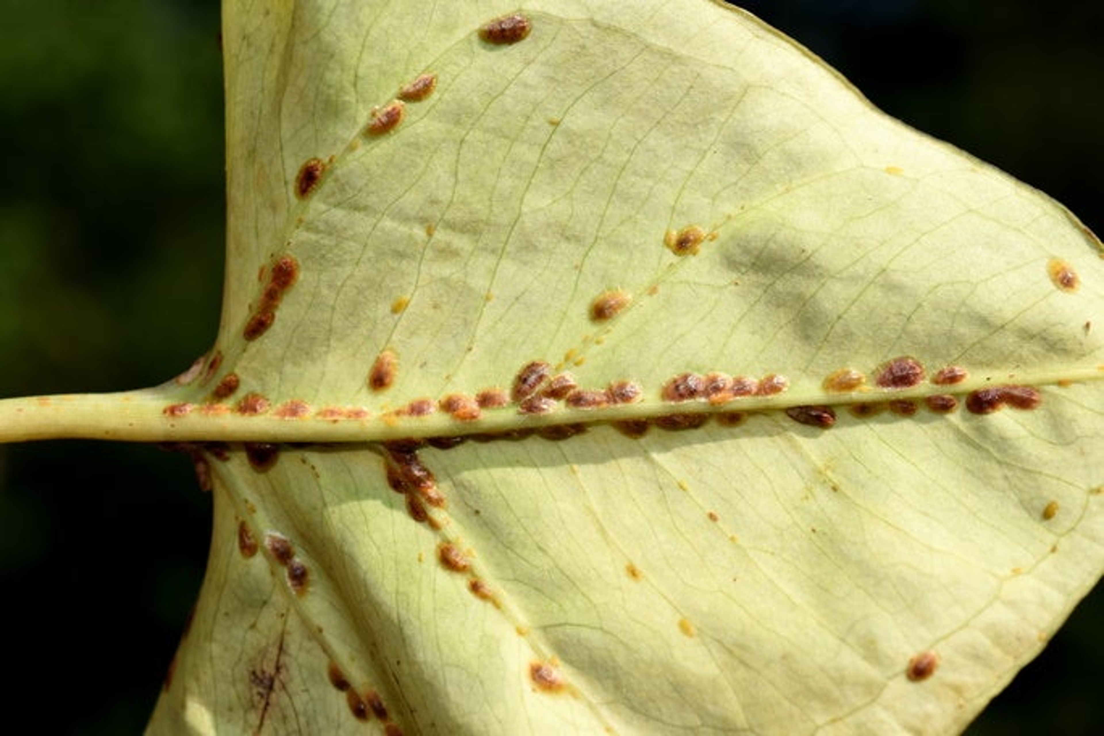 Leaf heavily infested by scale insects coccoidea