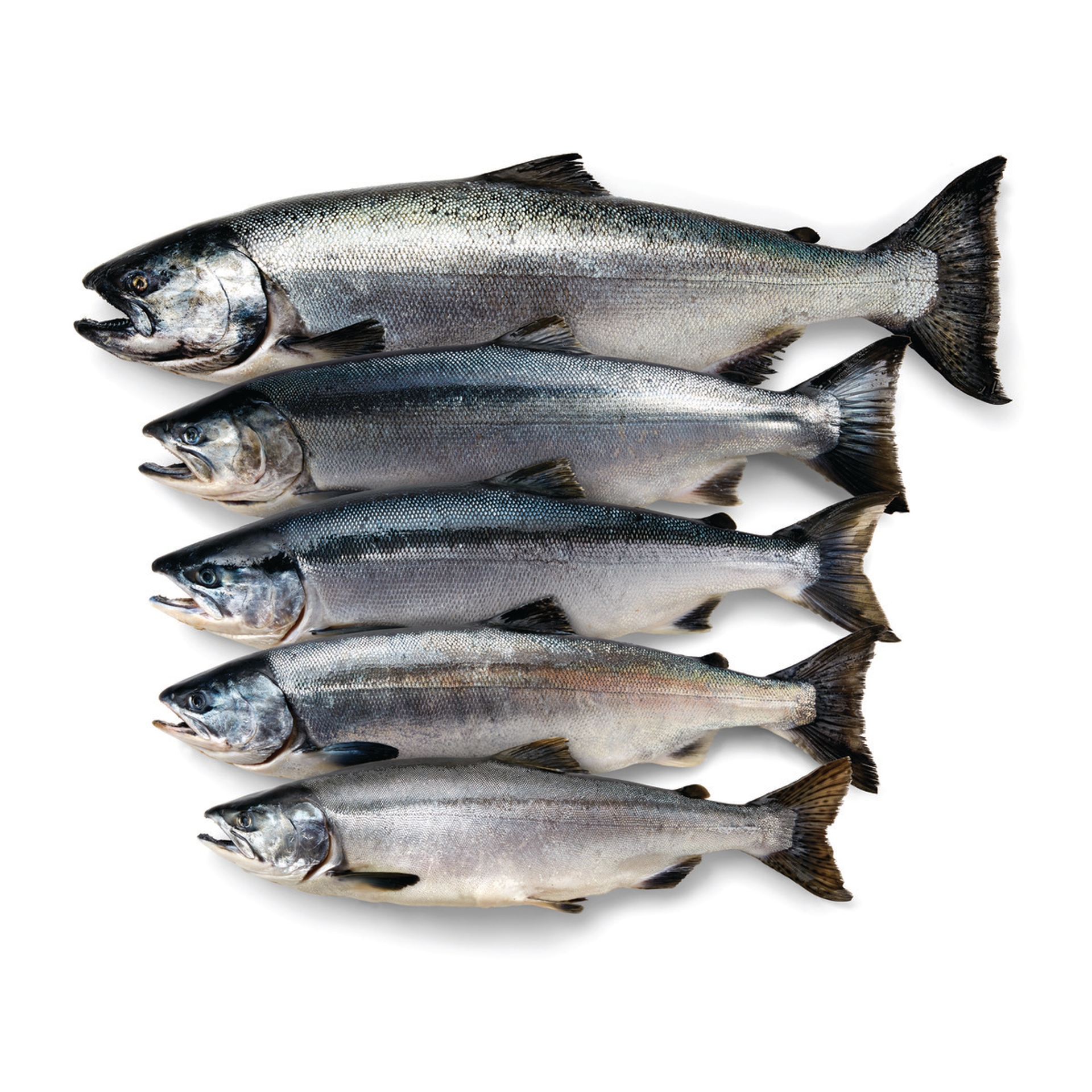 Why Do Salmon Swim Upstream Vital Choice