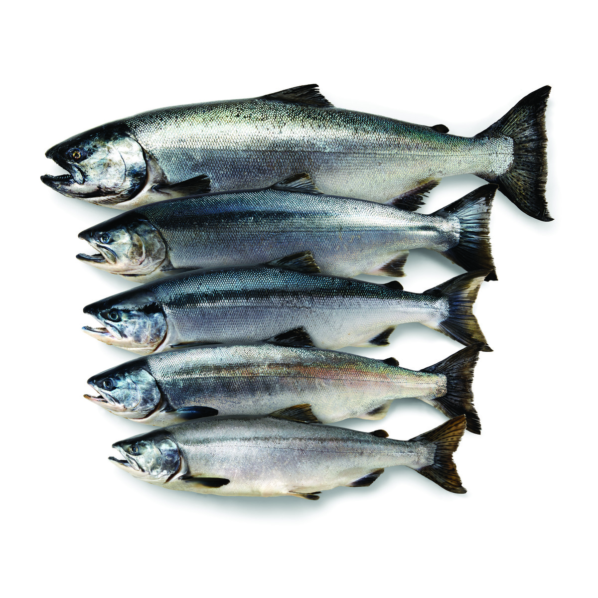 Salmon Fish Images Salmon Fish Images