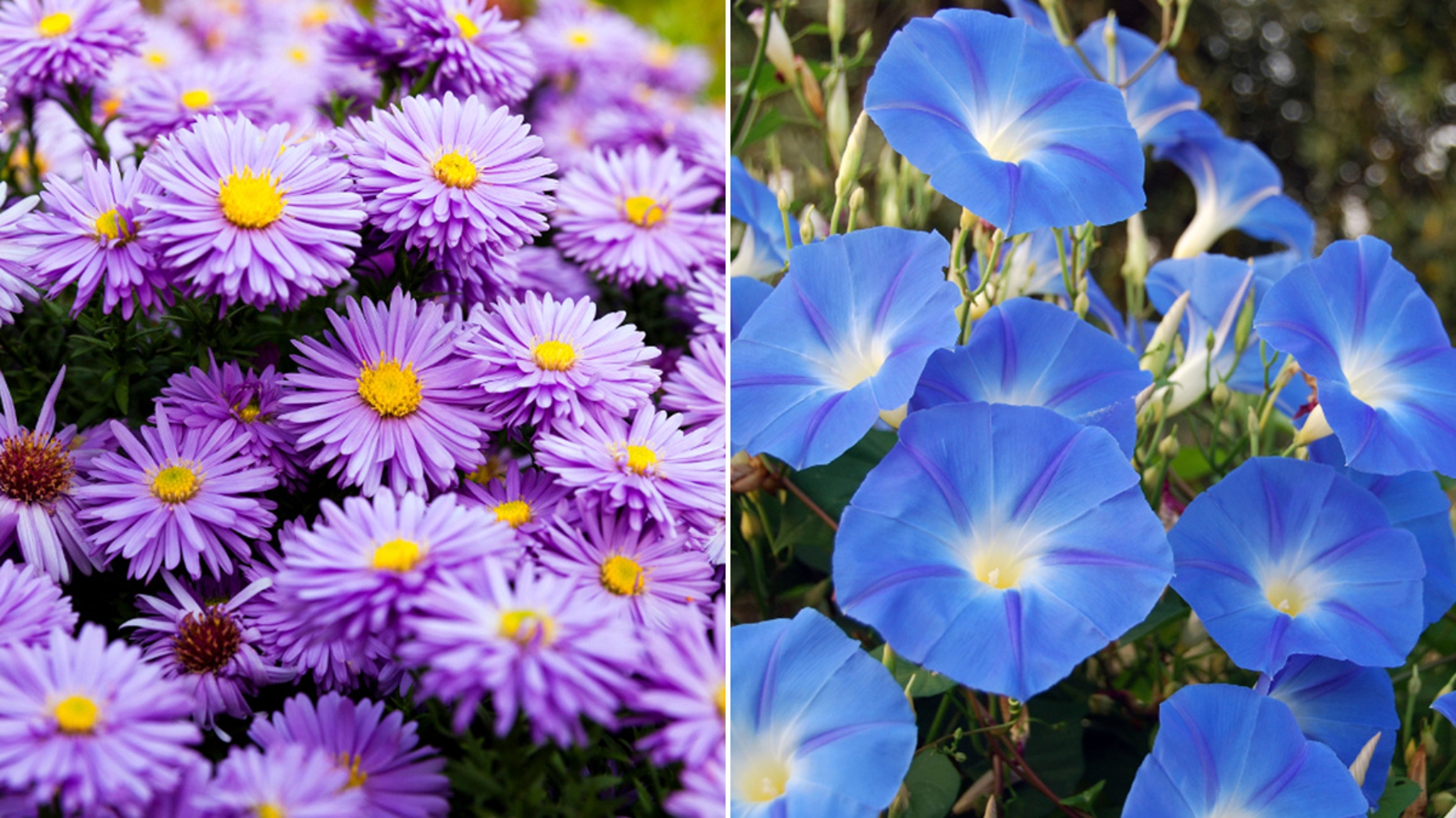 September Birth Flowers Aster and Morning Glory Petal Talk
