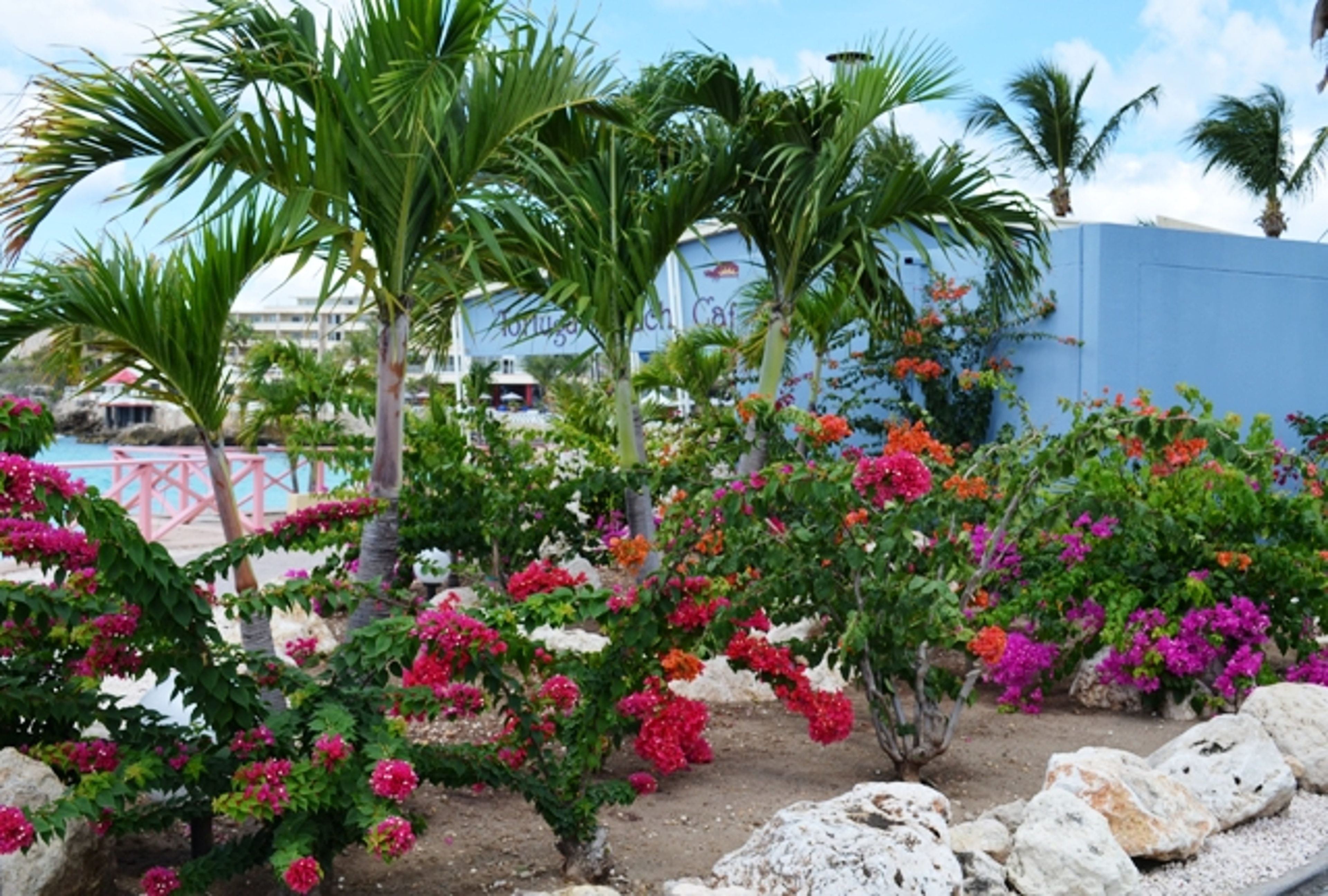 Article Cards Featured Image Pink, Purple, Red and Orange  Bougainvillea on Maho Beach, St. Maarten