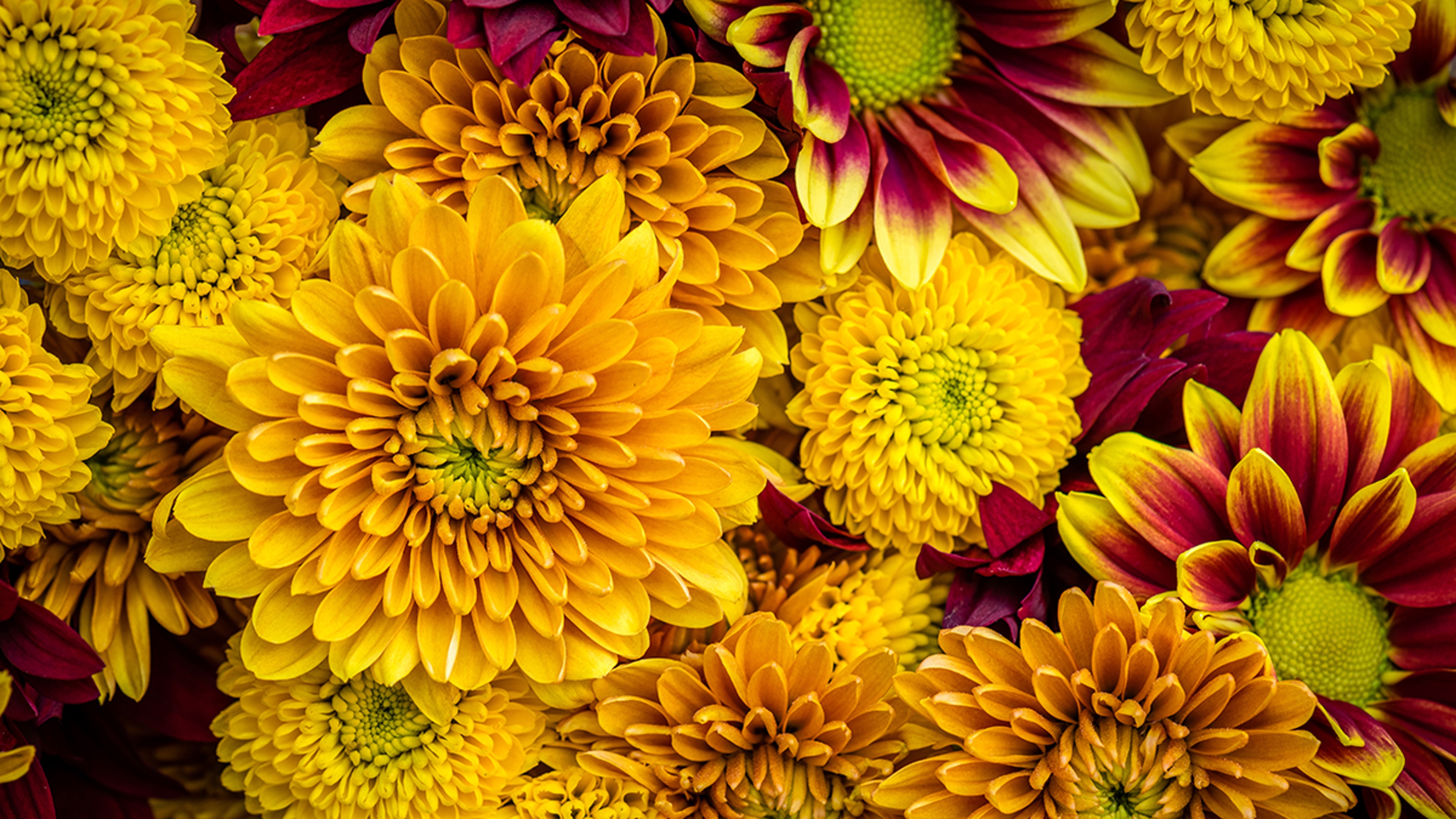 Article Cards Featured Image Photo of mums, a popular flower in summer and another reason to love September birthdays.