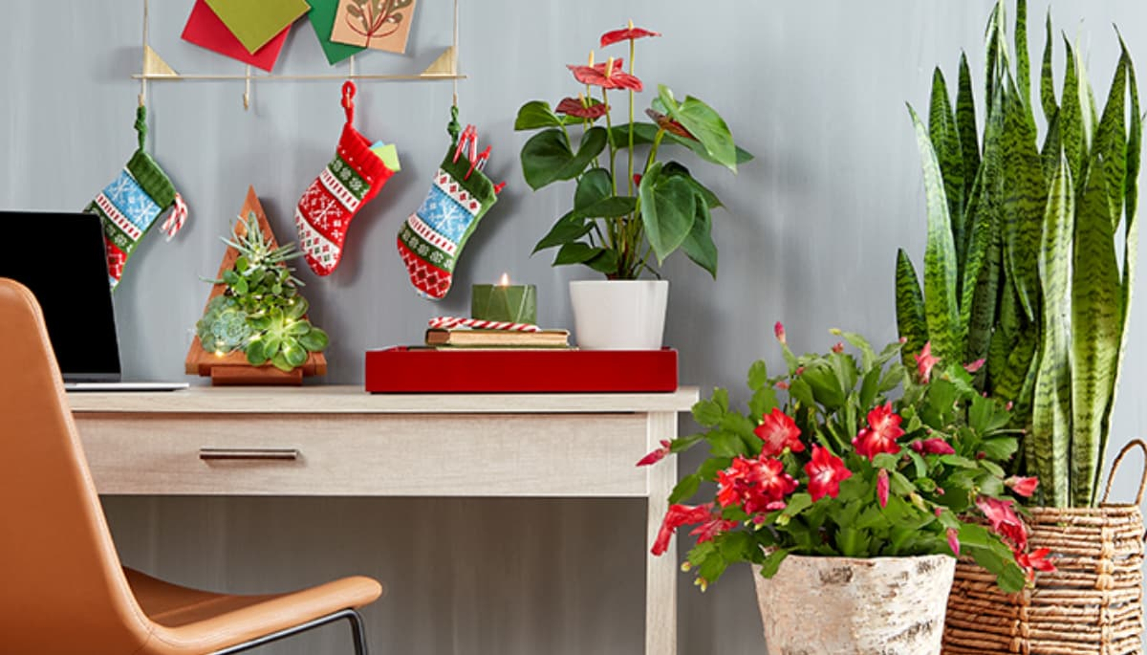 Article Cards Featured Image home office desk with holiday plants surrounding it