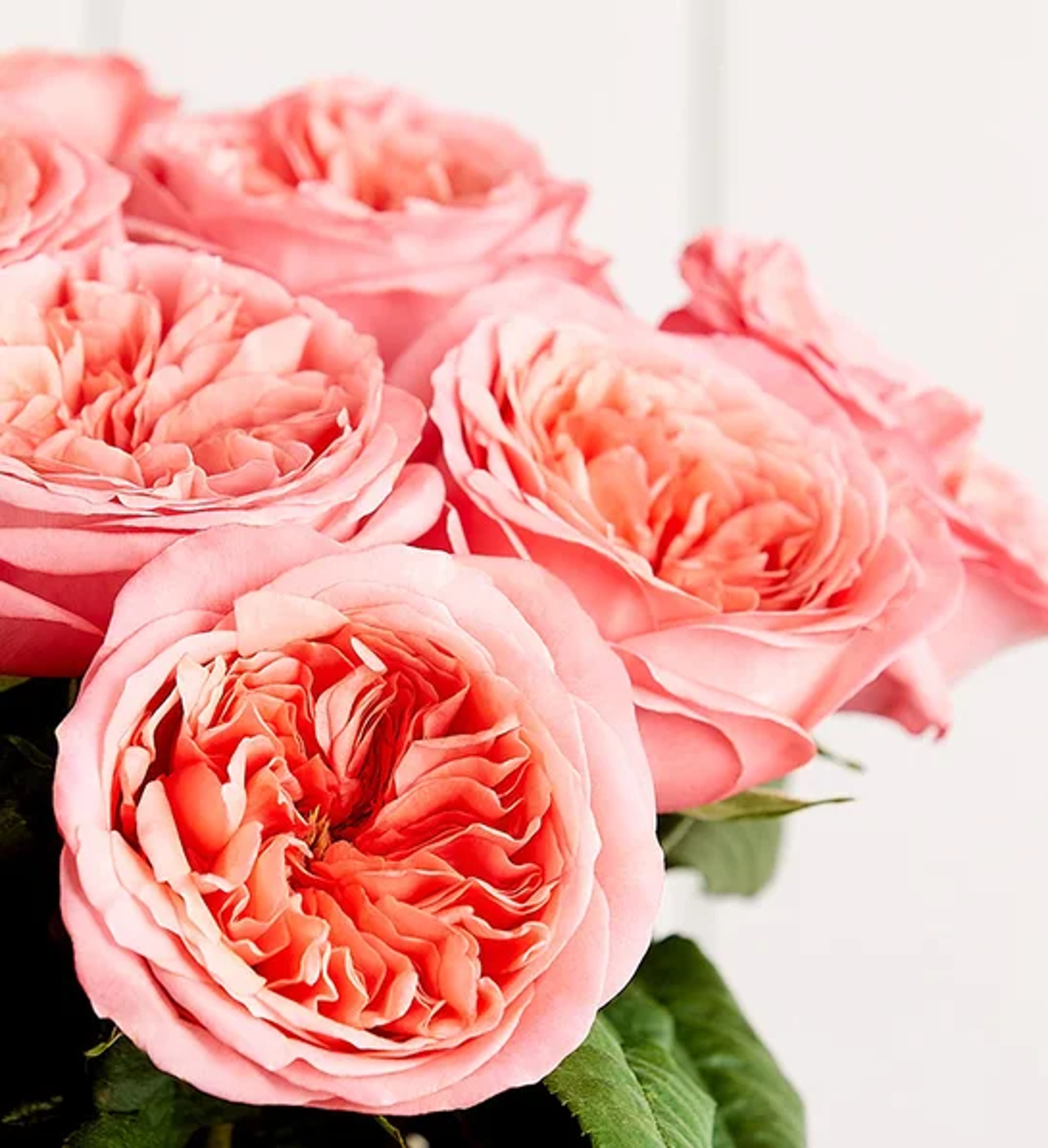 garden roses closeup