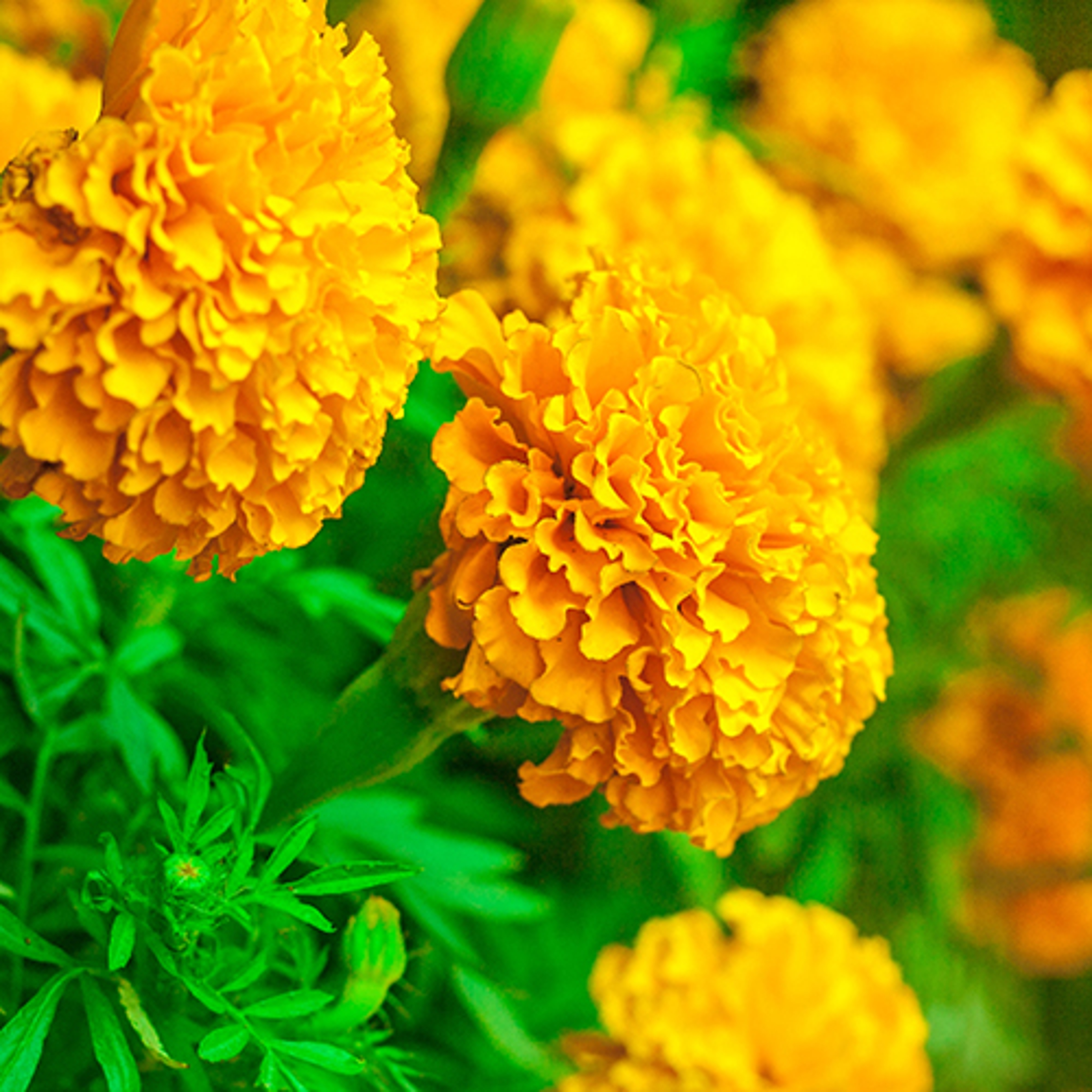 birth flowers marigold crop