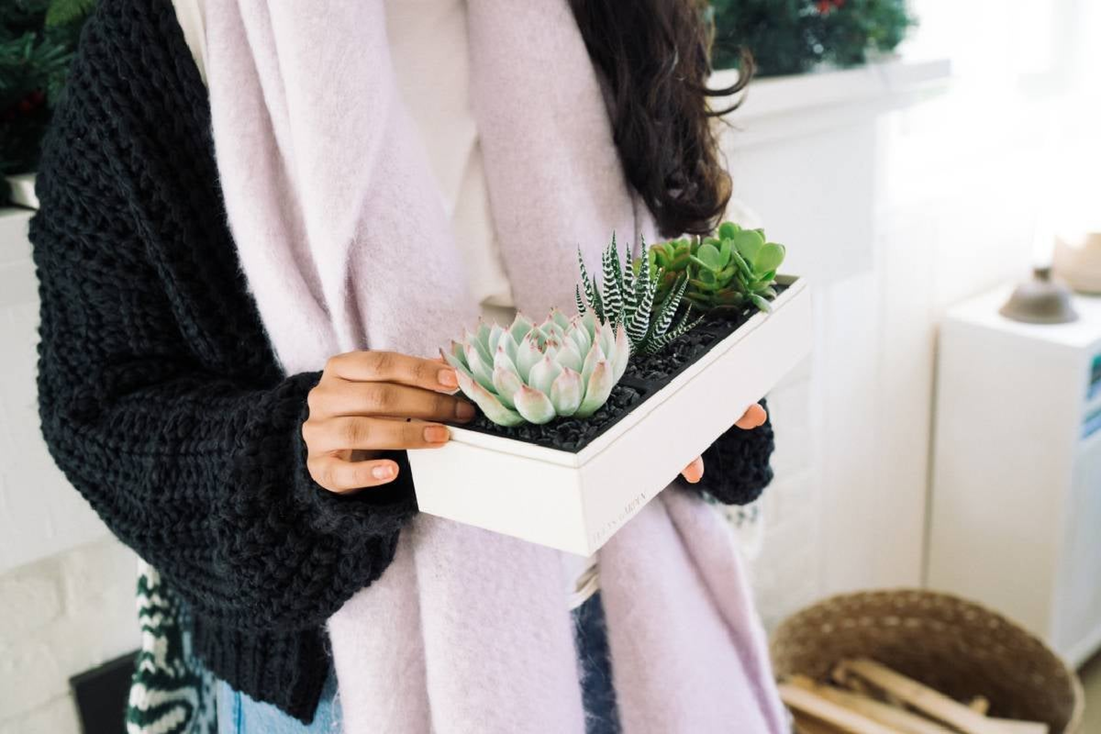 The Lula's Garden Succulents are perfect for any person!