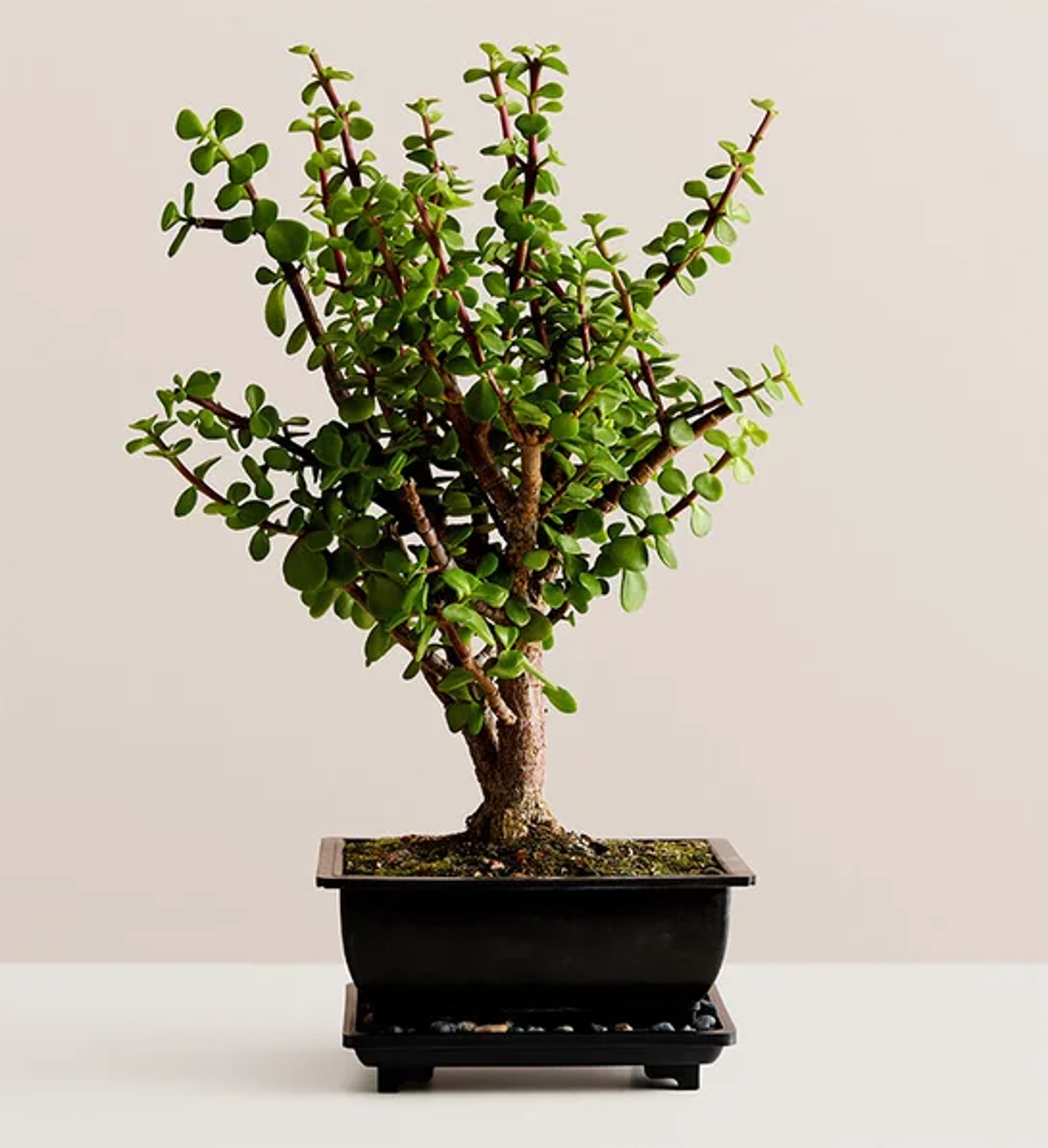 types of bonsai trees Jade Bonsai