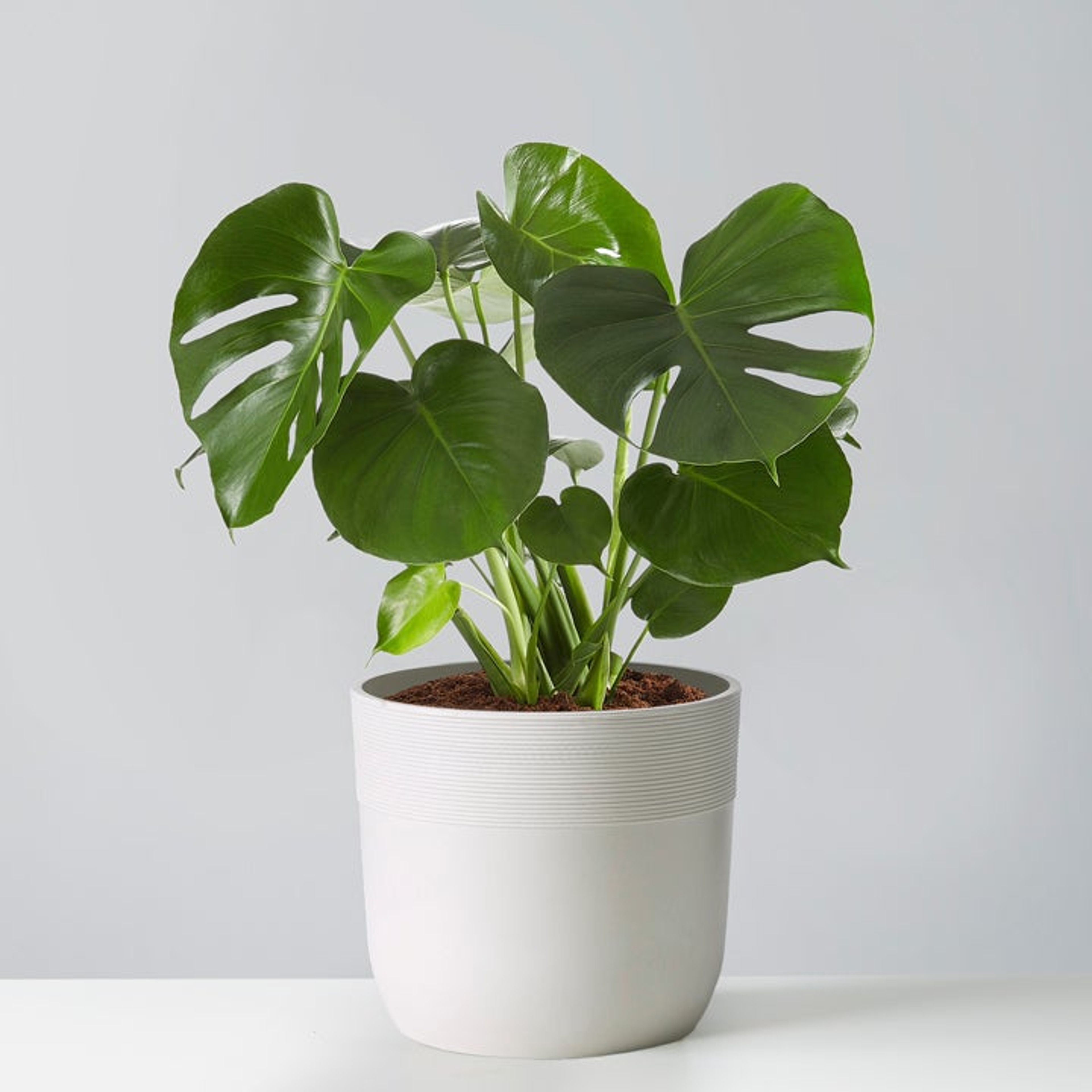 Monstera Deliciosa Floor Plant