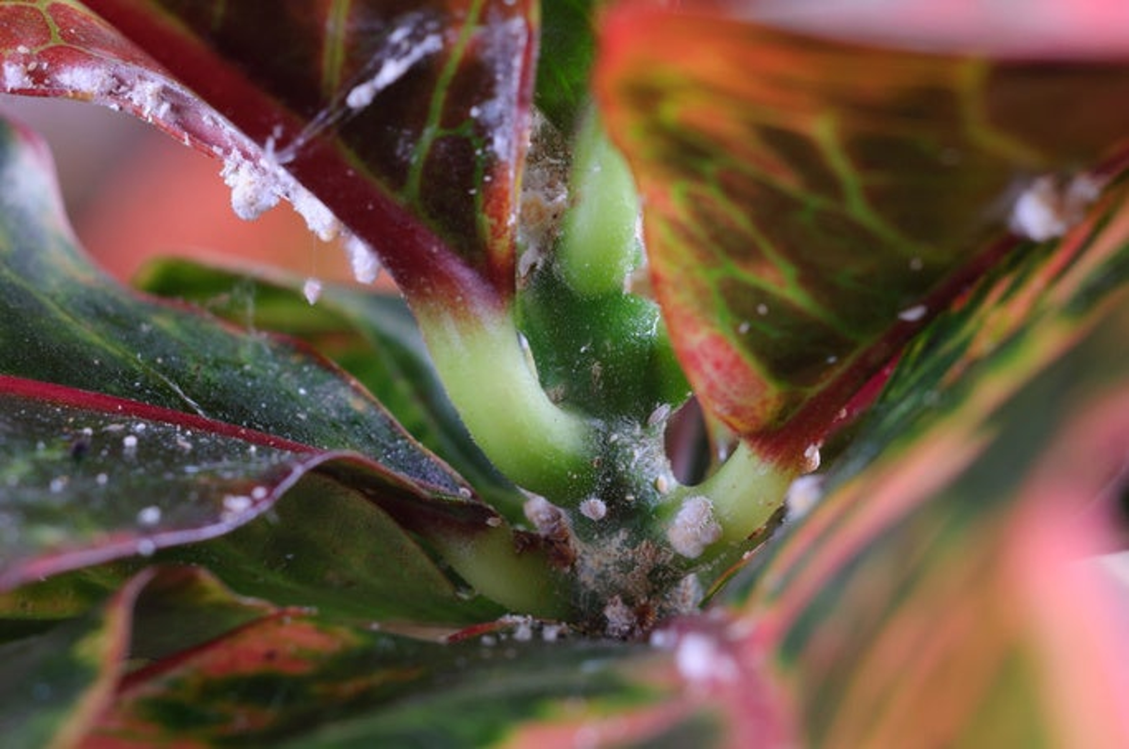 House plant croton  Codiaeum variegatum  damaged by mealybugs