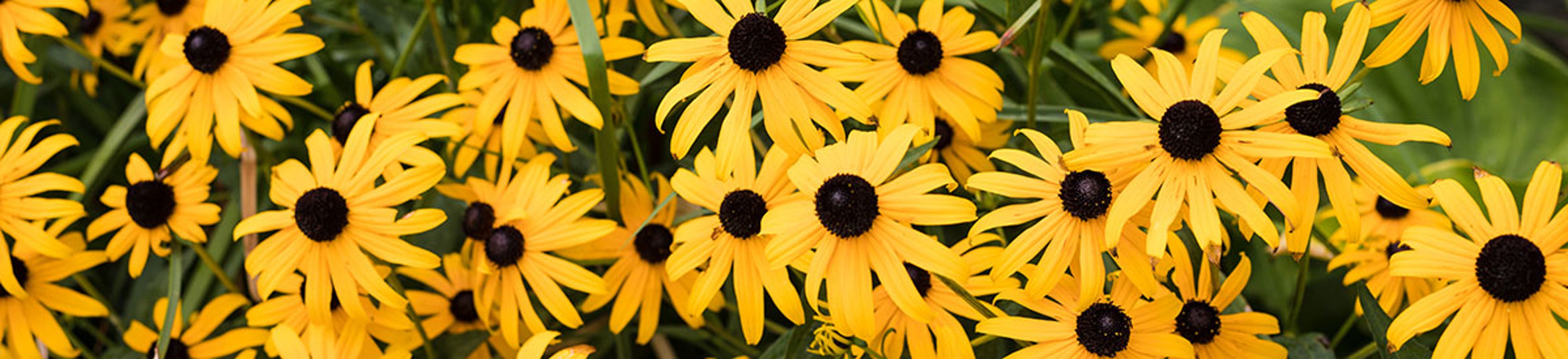 Black eyed Susans, a well known type of flower, are native to North America.