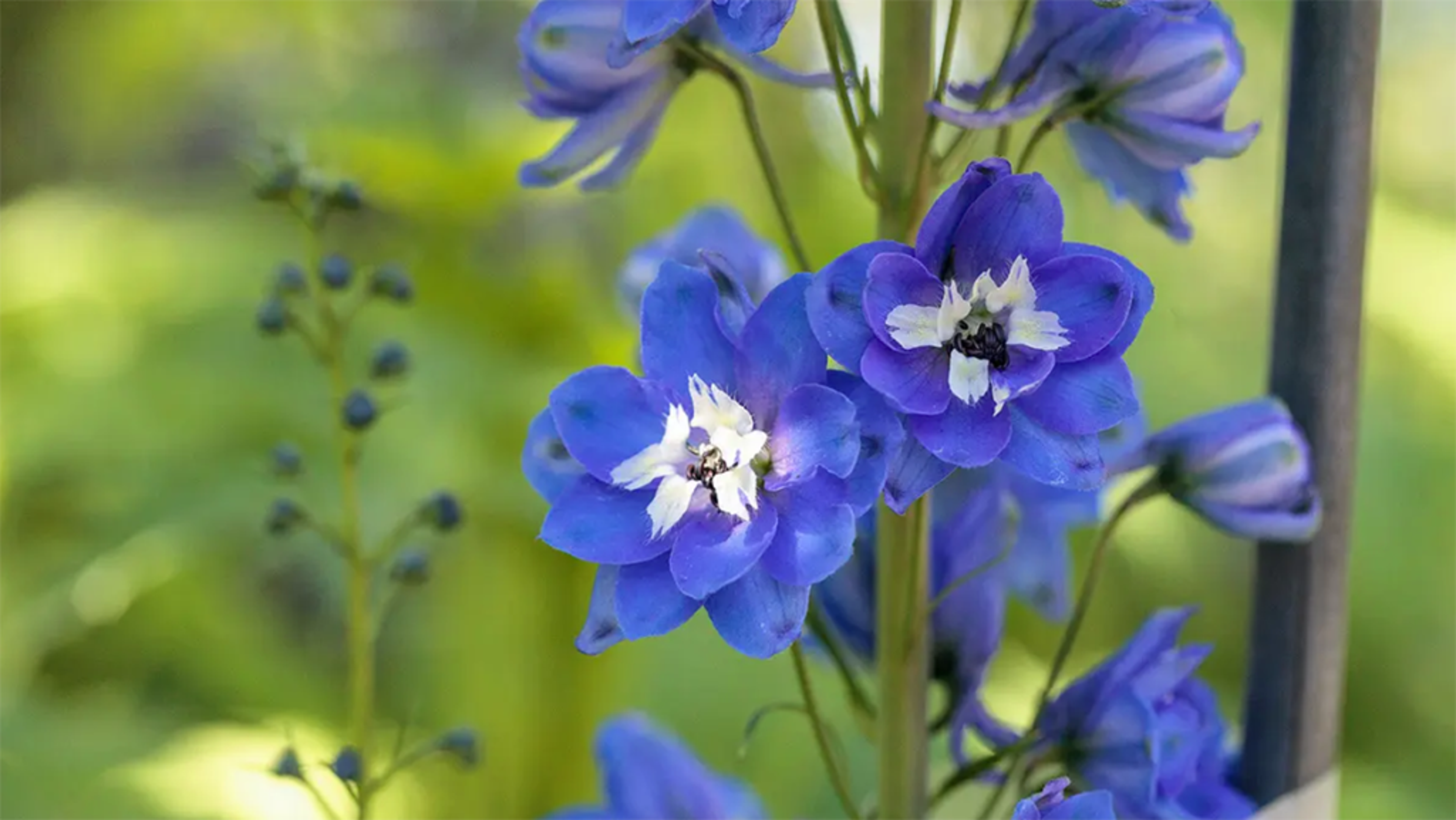 Larkspur, the July birth flower.