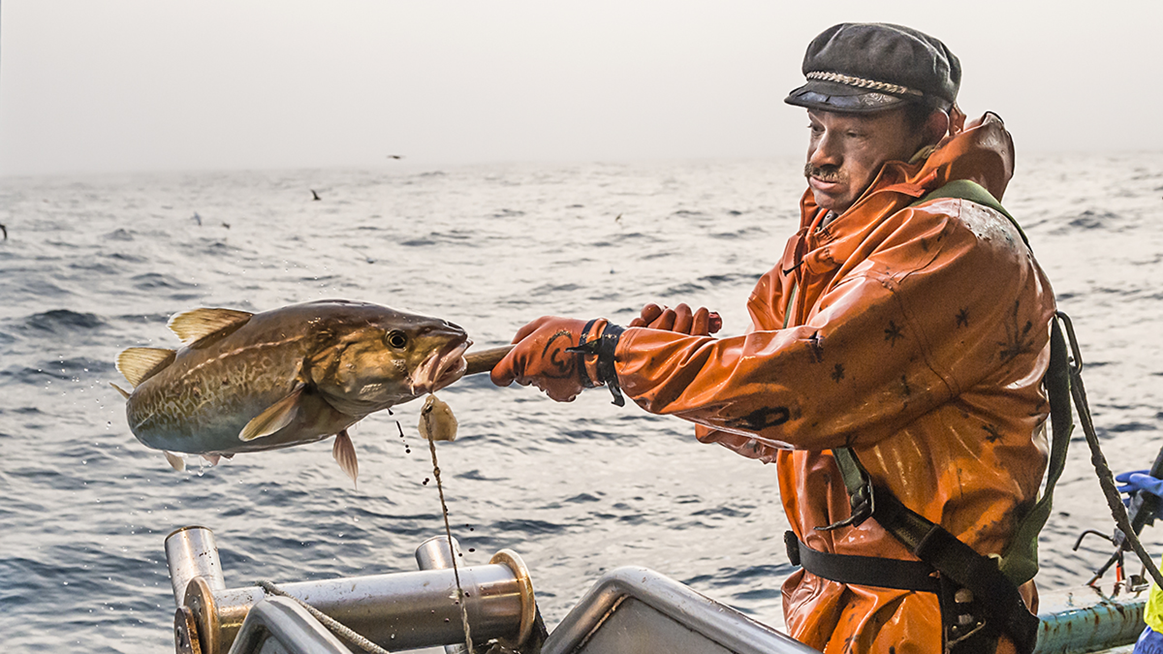 Bristol Waves Seafood fisherman catching a cod off the side of a boat.