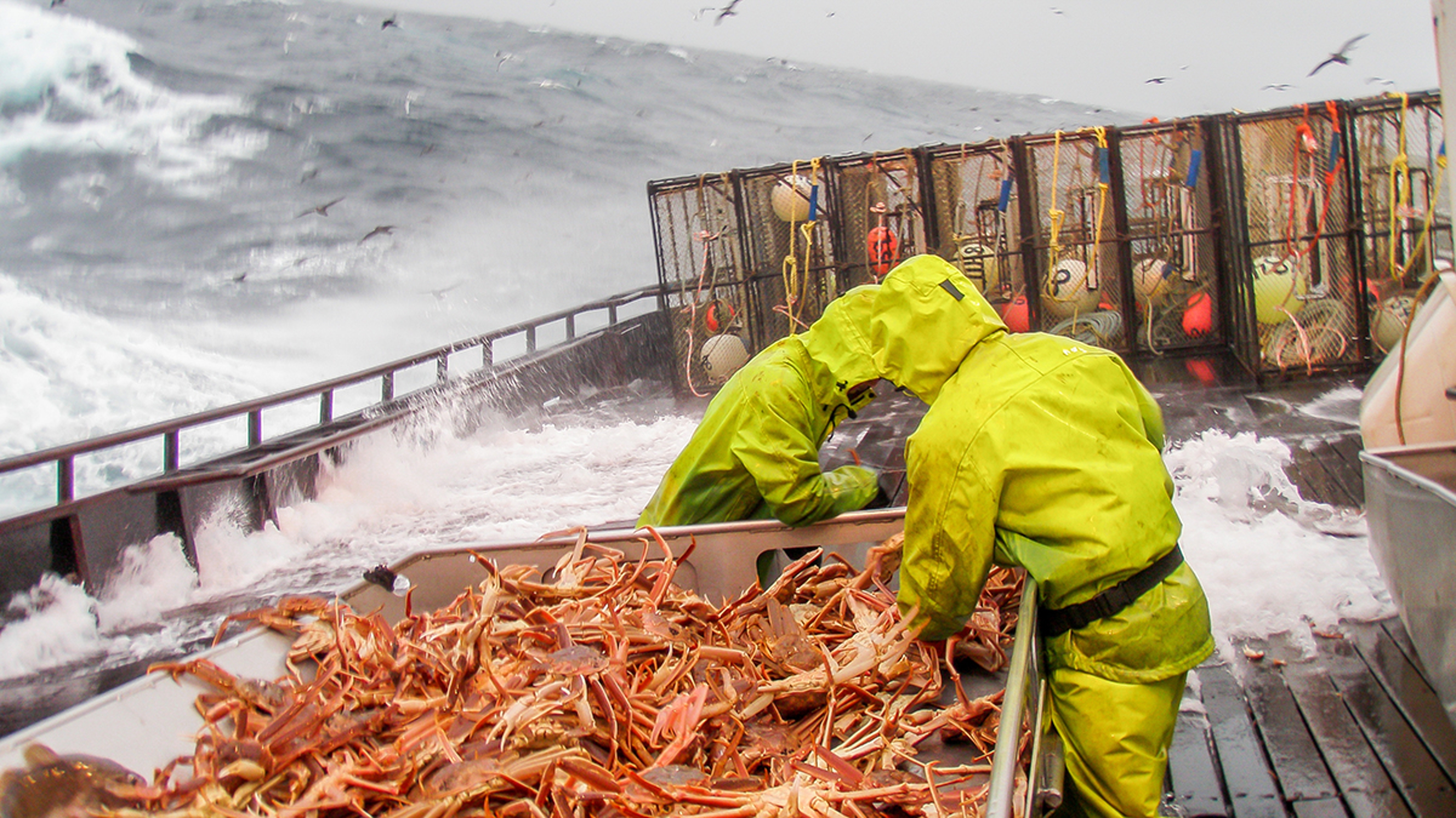 Crab boat on the ocean with two fishermen sorting crabs.