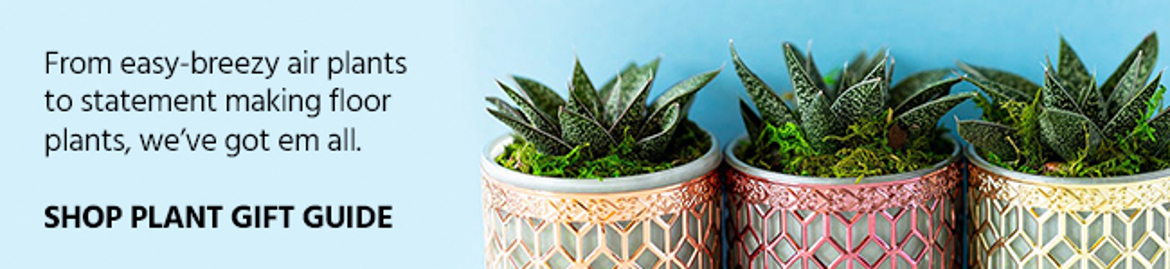 Shop Plant Gift Guide Banner Ad