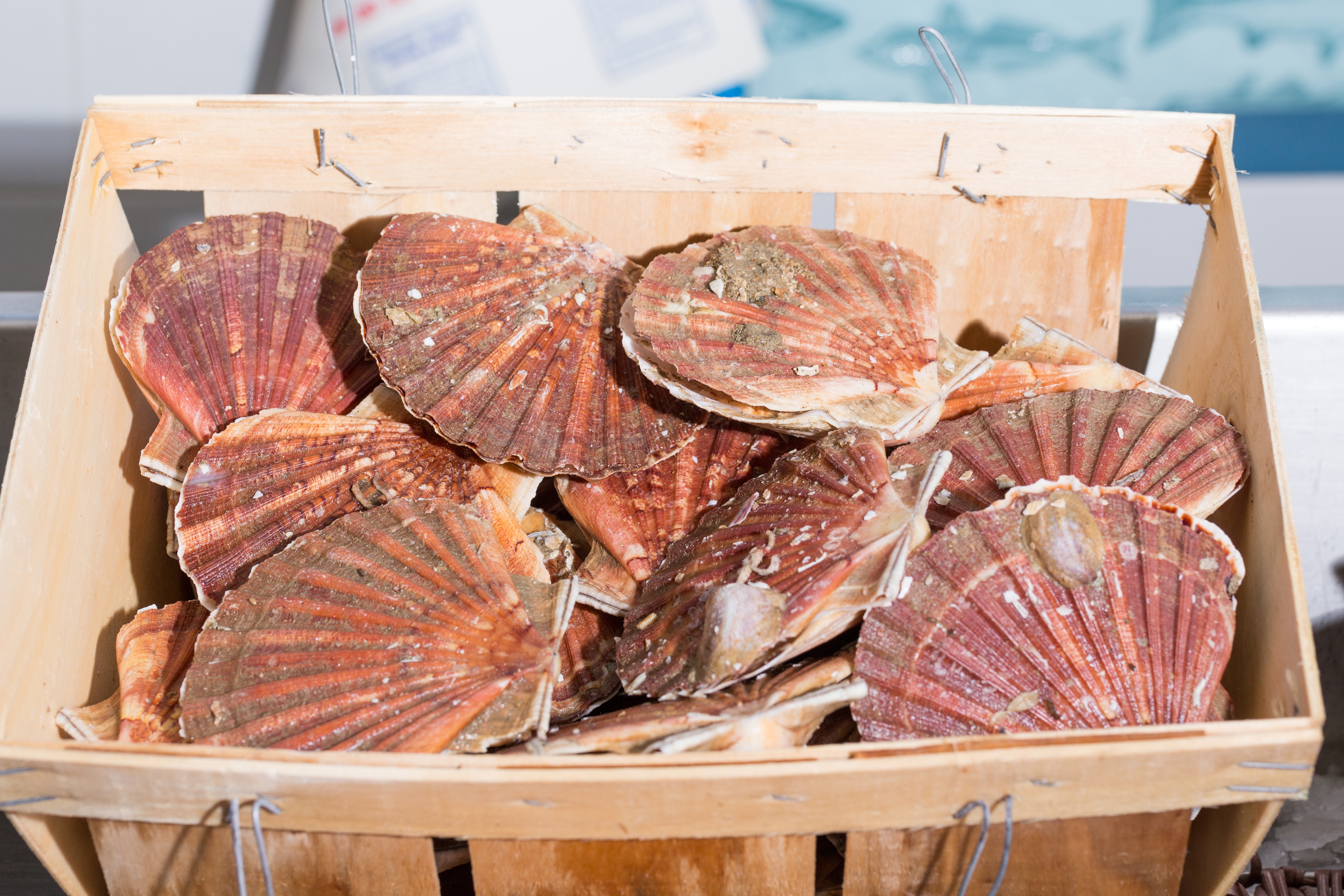 scallop facts crate of scallops