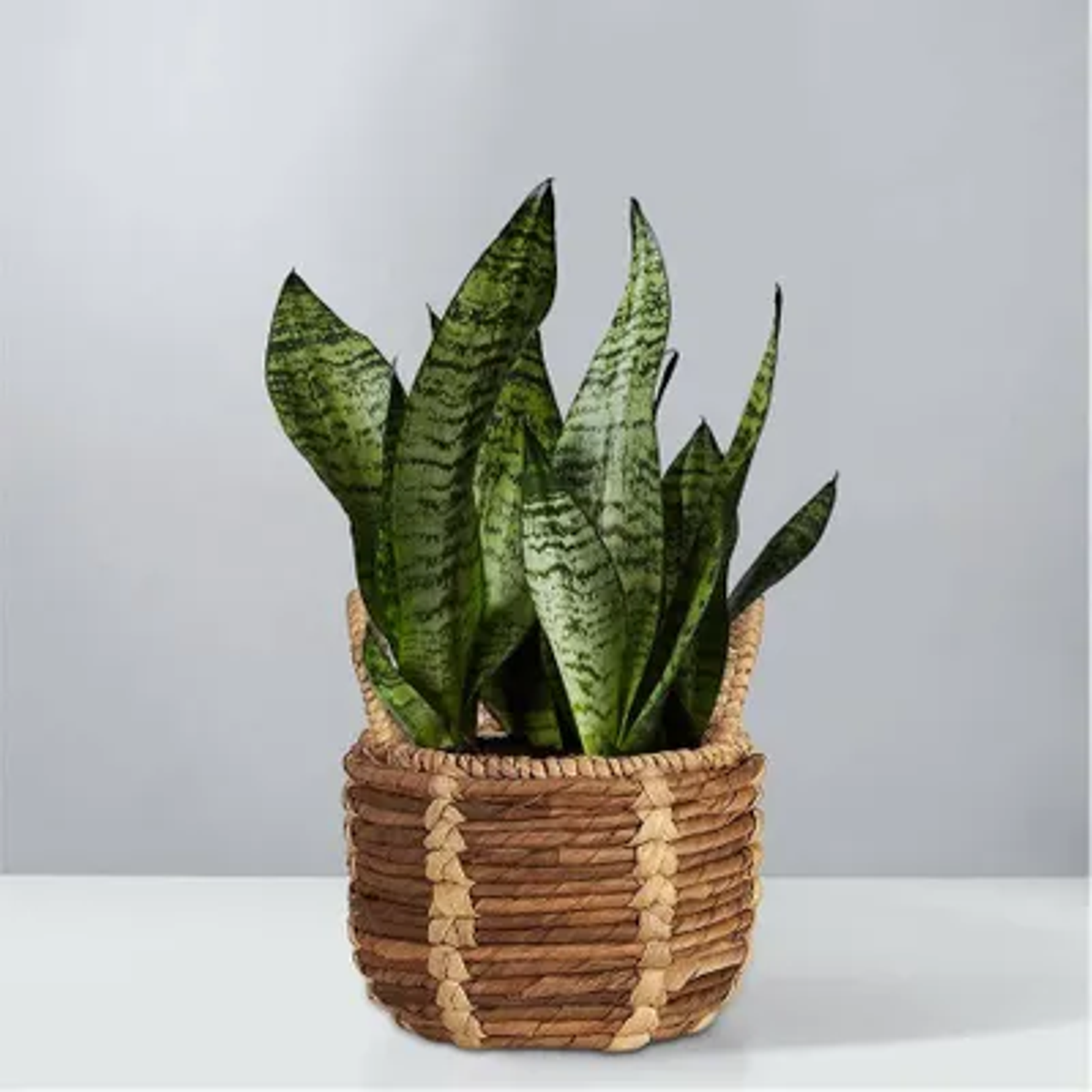 Snake Plant  Sansevieria