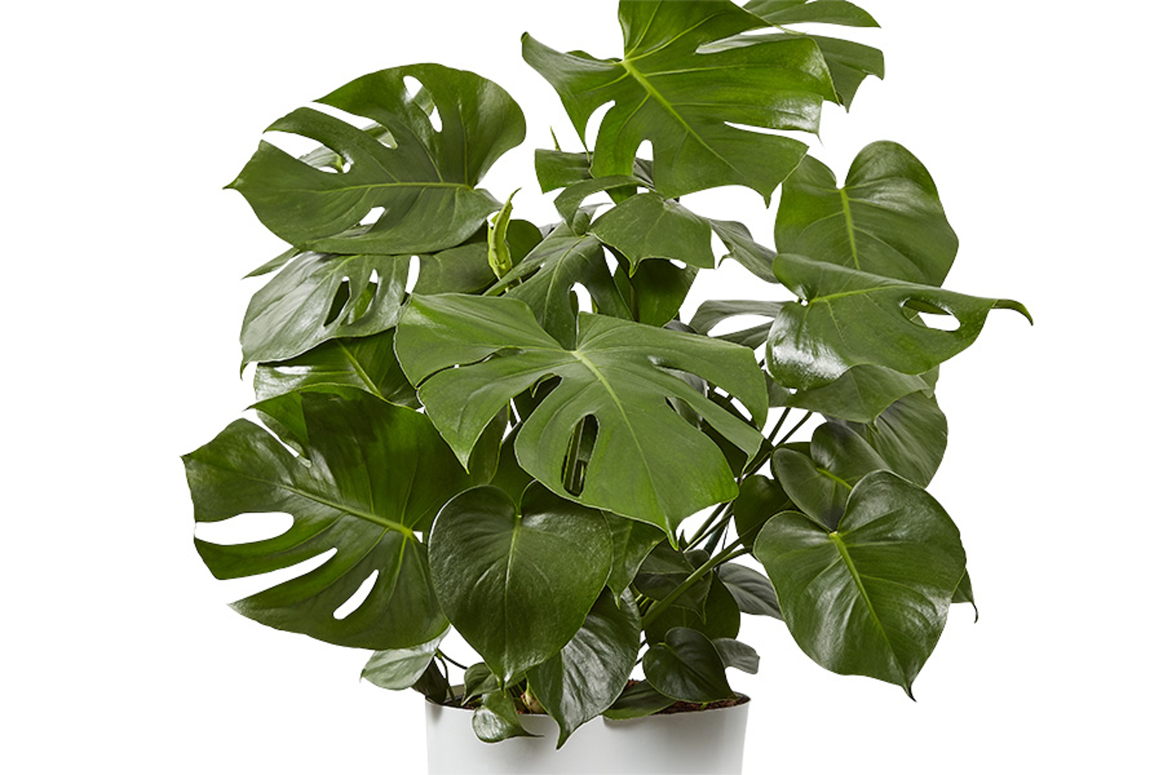 Monstera Deliciosa Floor Plant