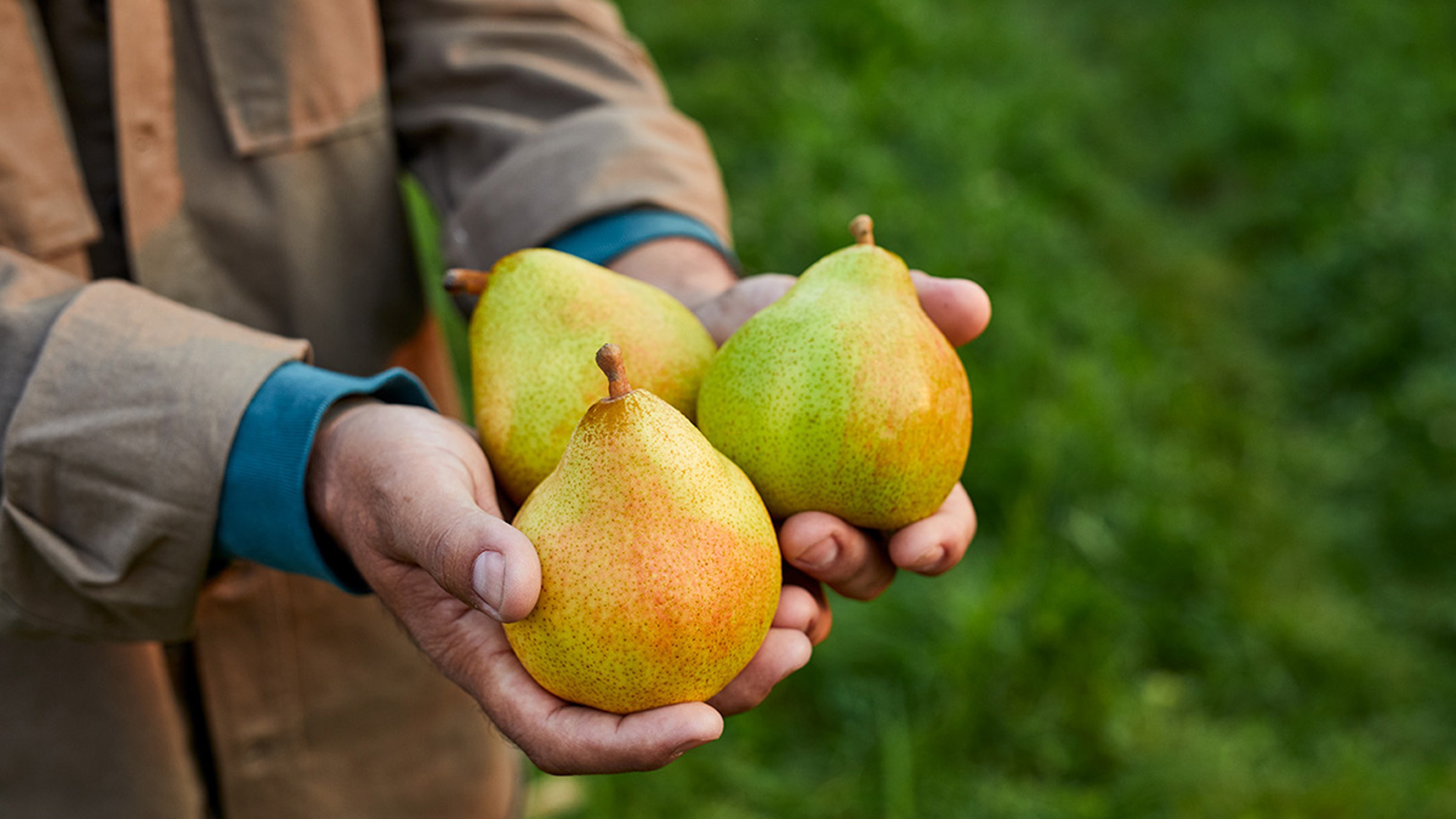 Article Cards Featured Image facts about pears pears in hands