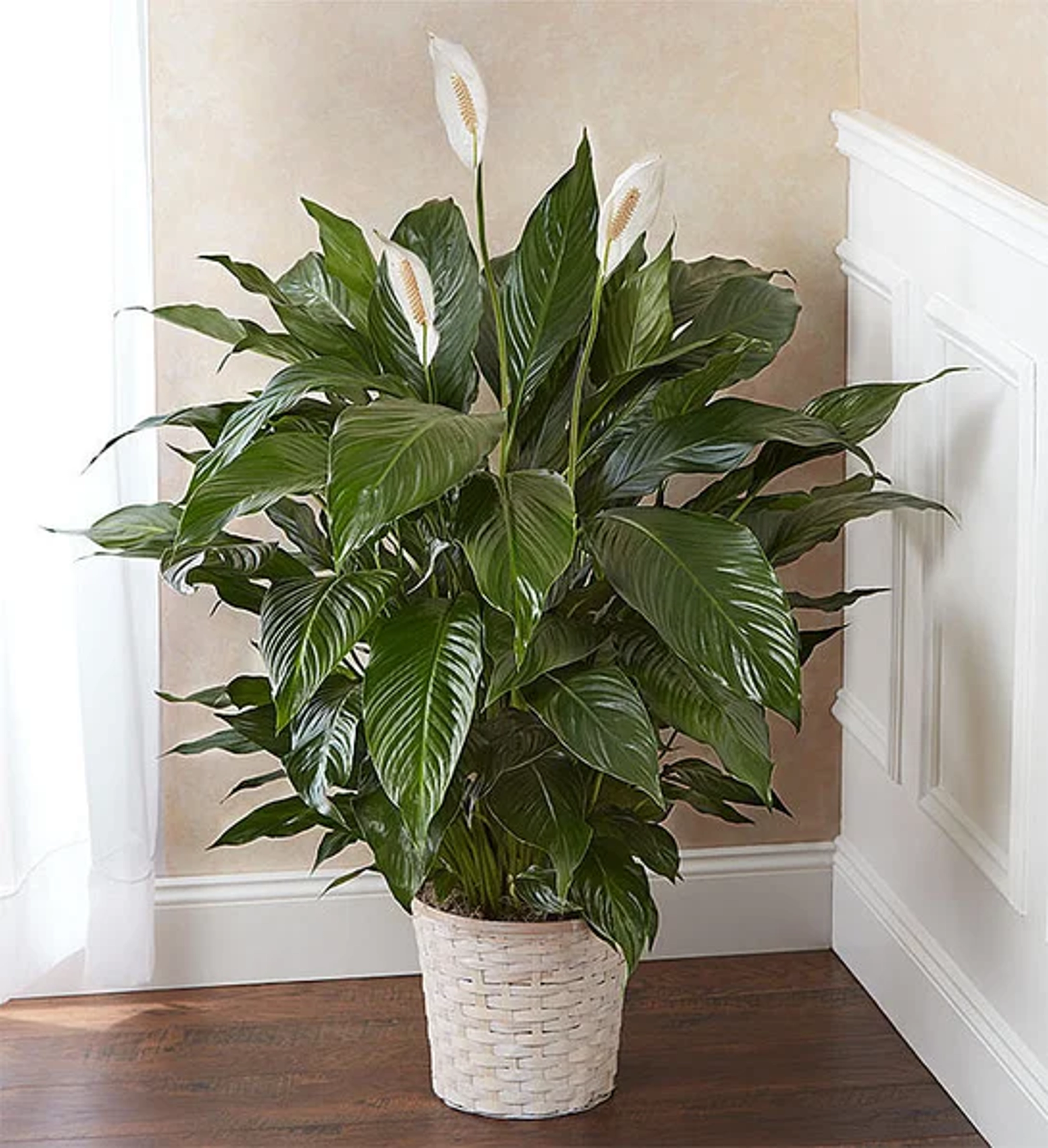 low maintenance plants Peace Lily